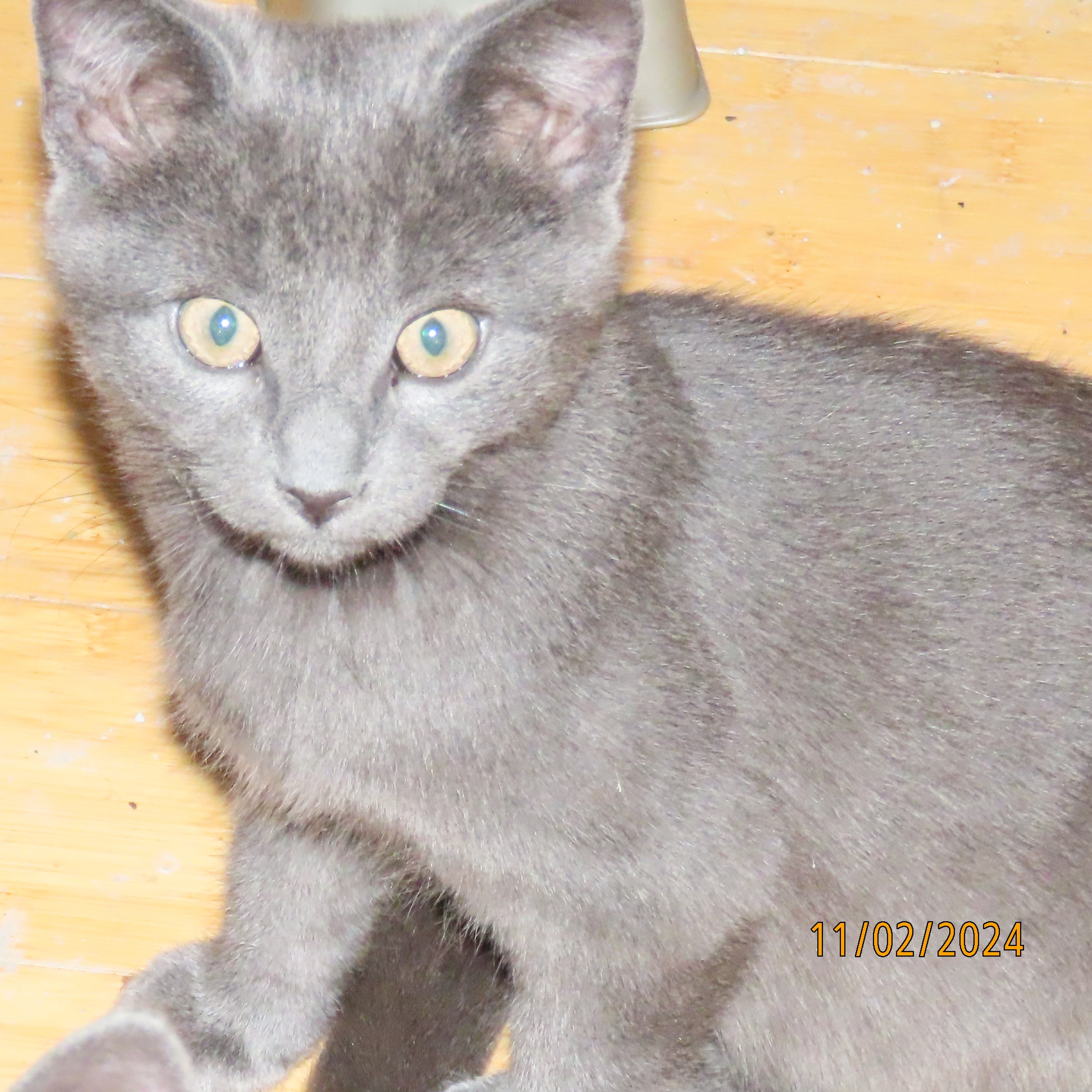 Goldie, an adopted Domestic Short Hair in Sterling Heights, MI_image-1