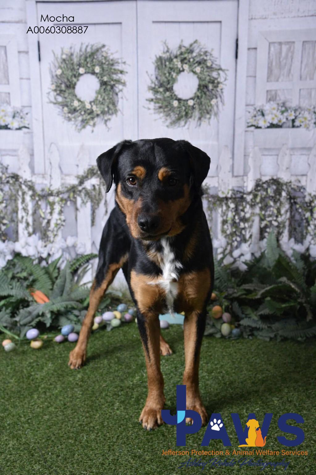 Enlarge Mocha 60308887, a ADOPTABLE Rottweiler in Harvey , LA image 2/3