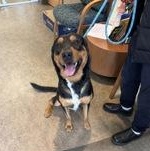 Enlarge Mocha 60308887, a ADOPTABLE Rottweiler in Harvey , LA image 3/3