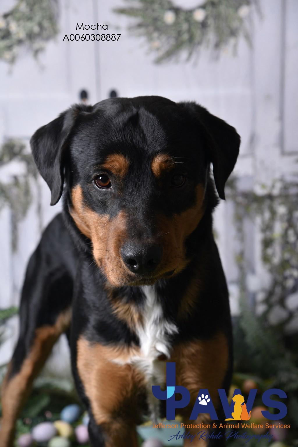 Mocha 60308887, ADOPTABLE, Adult Male Rottweiler.