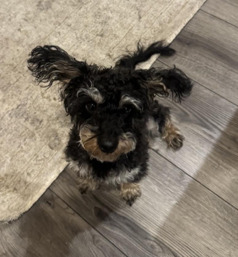 Cookie, Adoptable, Young Female Yorkshire Terrier.