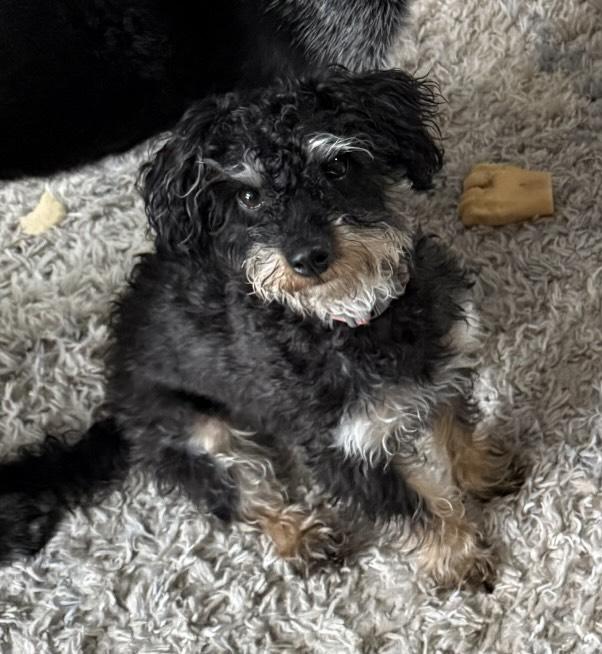 Enlarge Cookie, a Adoptable mixed breed in Flossmoor, IL image 2/3