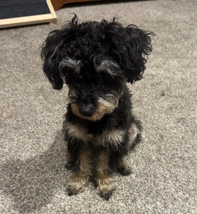 Enlarge Cookie, a Adoptable mixed breed in Flossmoor, IL image 3/3