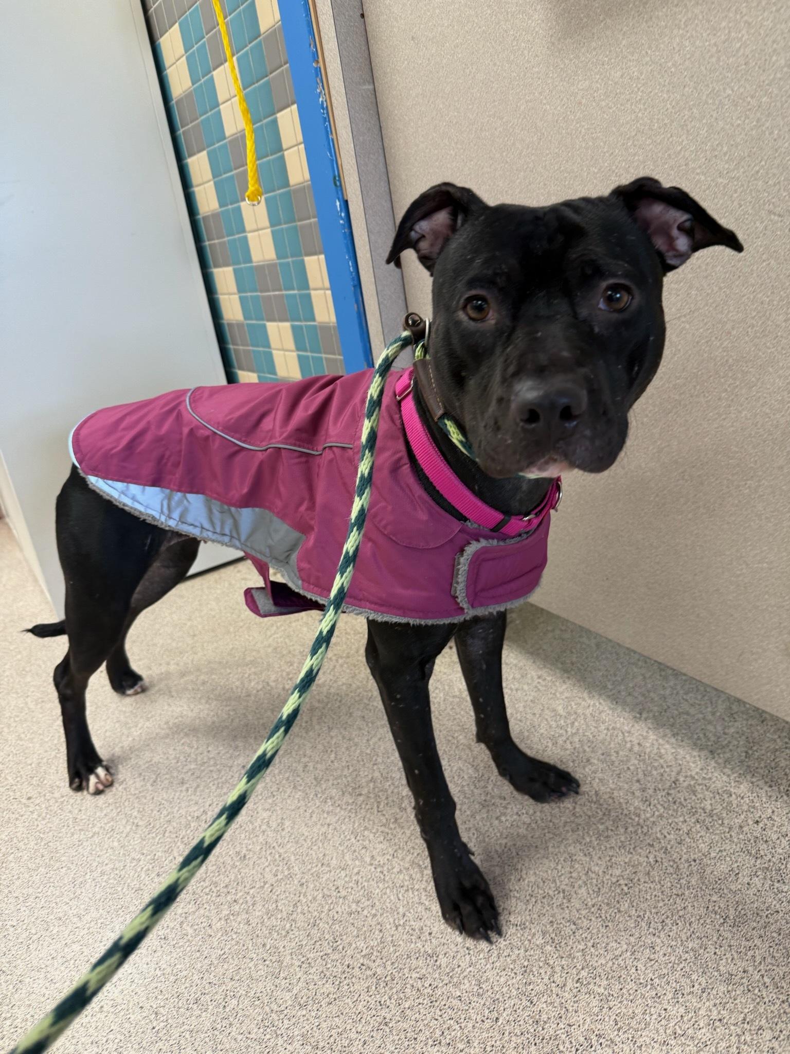 Enlarge Sasha, a ADOPTABLE mixed breed in Teterboro, NJ image 1/2