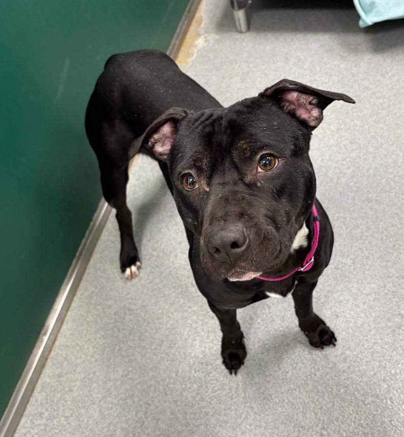 Enlarge Sasha, a ADOPTABLE mixed breed in Teterboro, NJ image 2/2