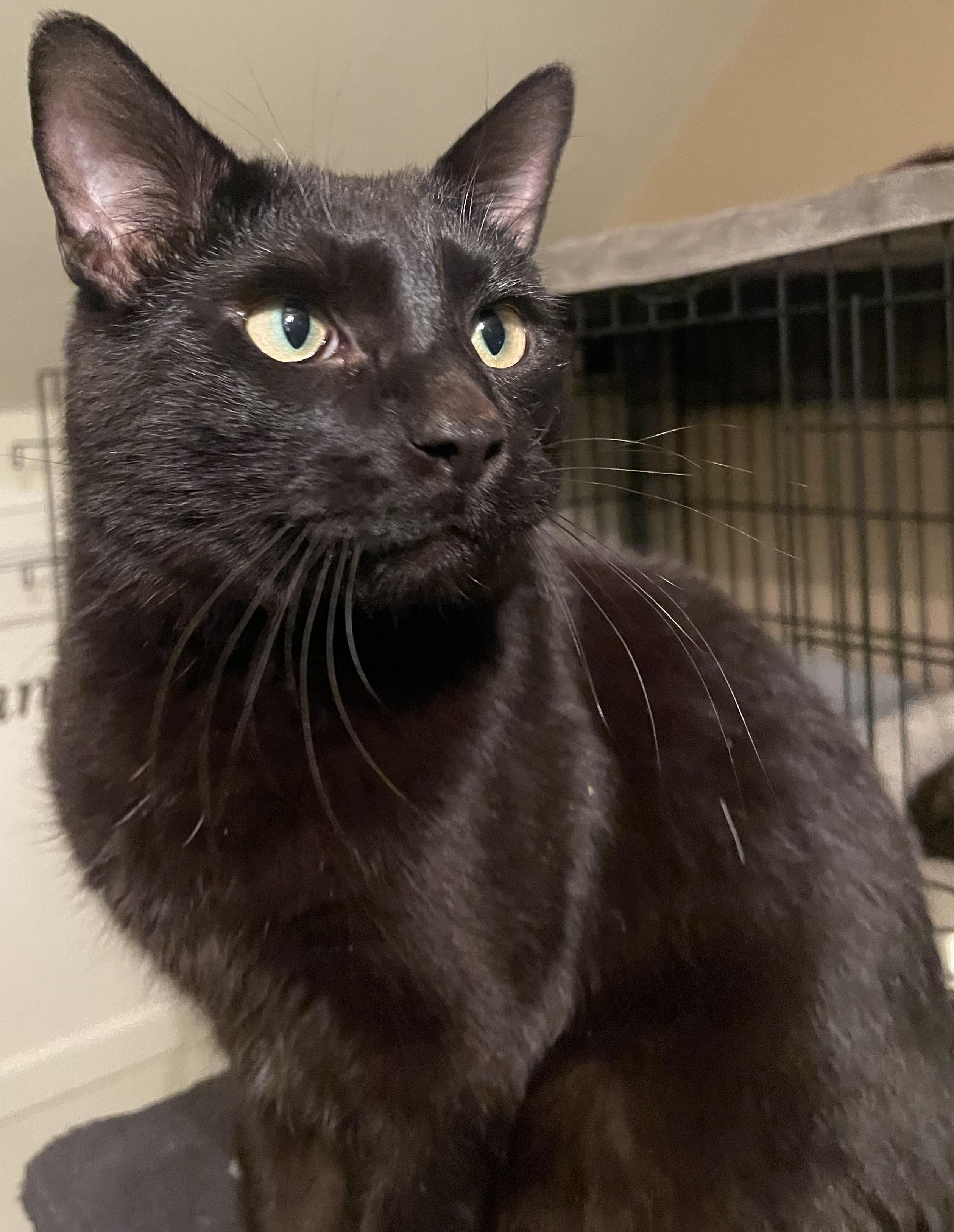 Enlarge Binx25, a ADOPTABLE Domestic Short Hair in Milwaukee, WI image 4/4