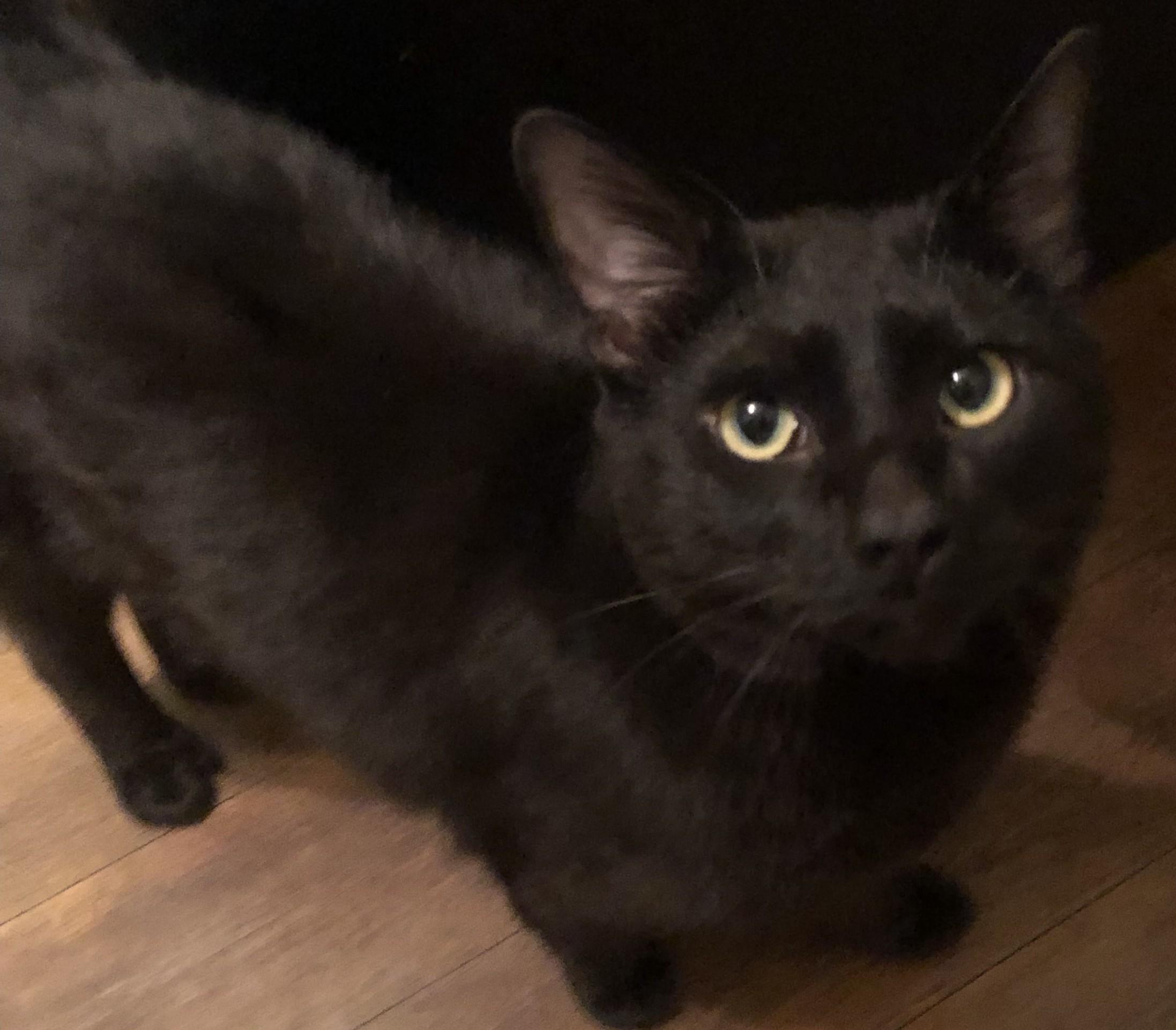 Enlarge Binx25, a ADOPTABLE Domestic Short Hair in Milwaukee, WI image 3/4