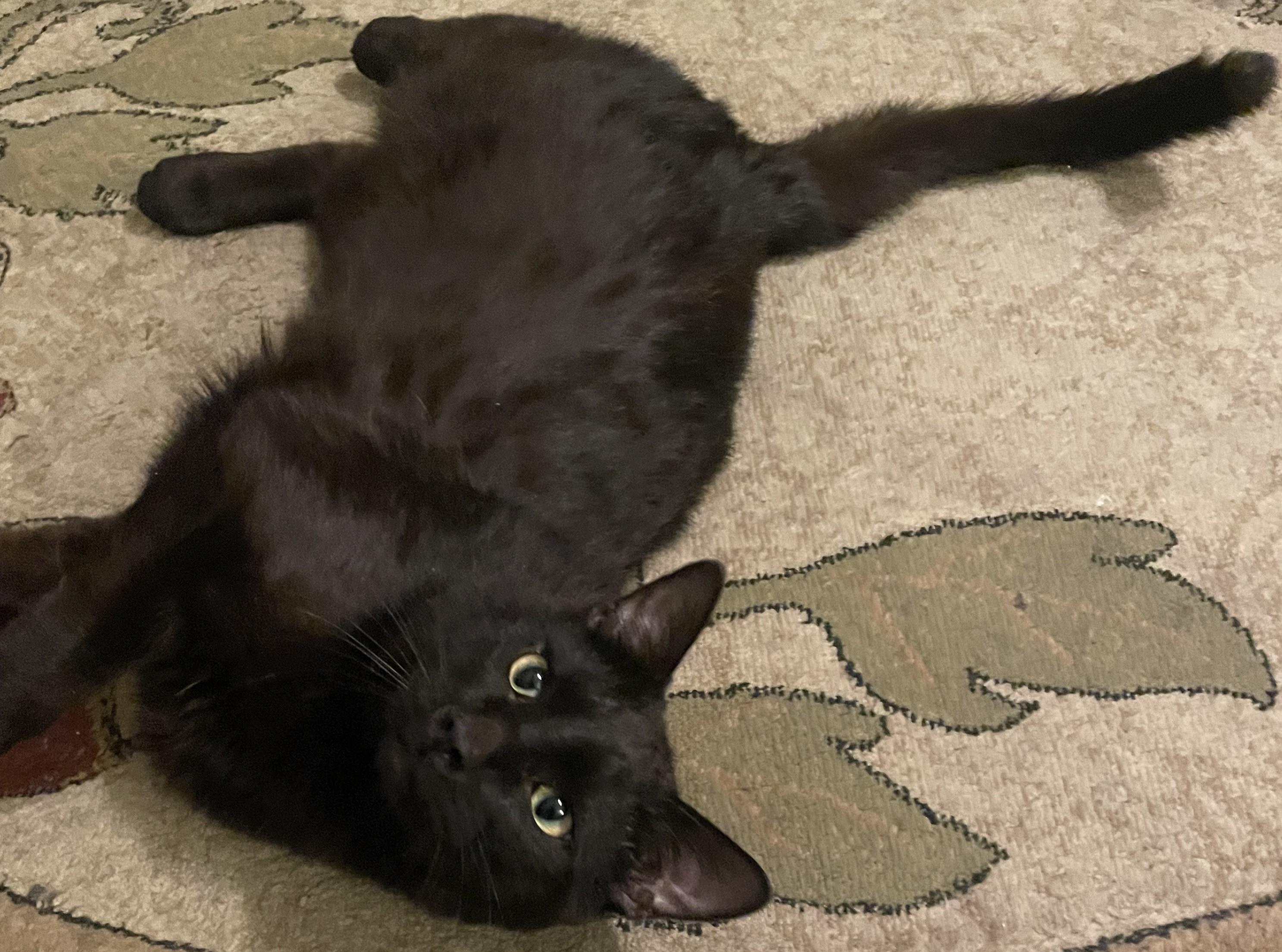 Enlarge Binx25, a ADOPTABLE Domestic Short Hair in Milwaukee, WI image 2/4