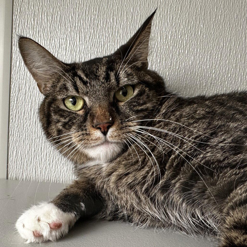 Gibson, Adoptable, Adult Male Domestic Short Hair.