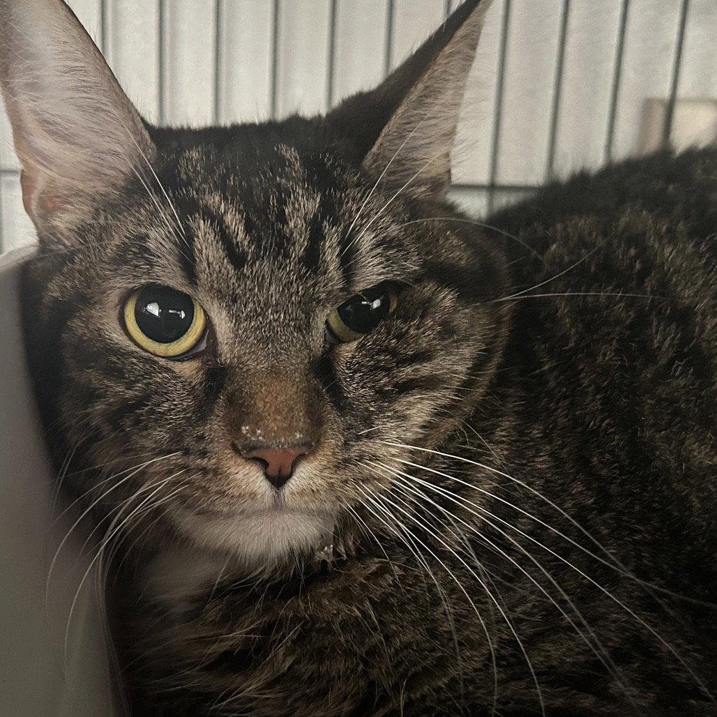 Enlarge Gibson, a Adoptable Domestic Short Hair in Dallas, TX image 2/3