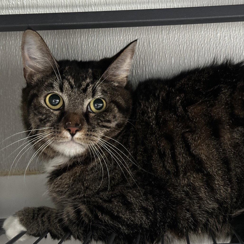Enlarge Gibson, a Adoptable Domestic Short Hair in Dallas, TX image 3/3
