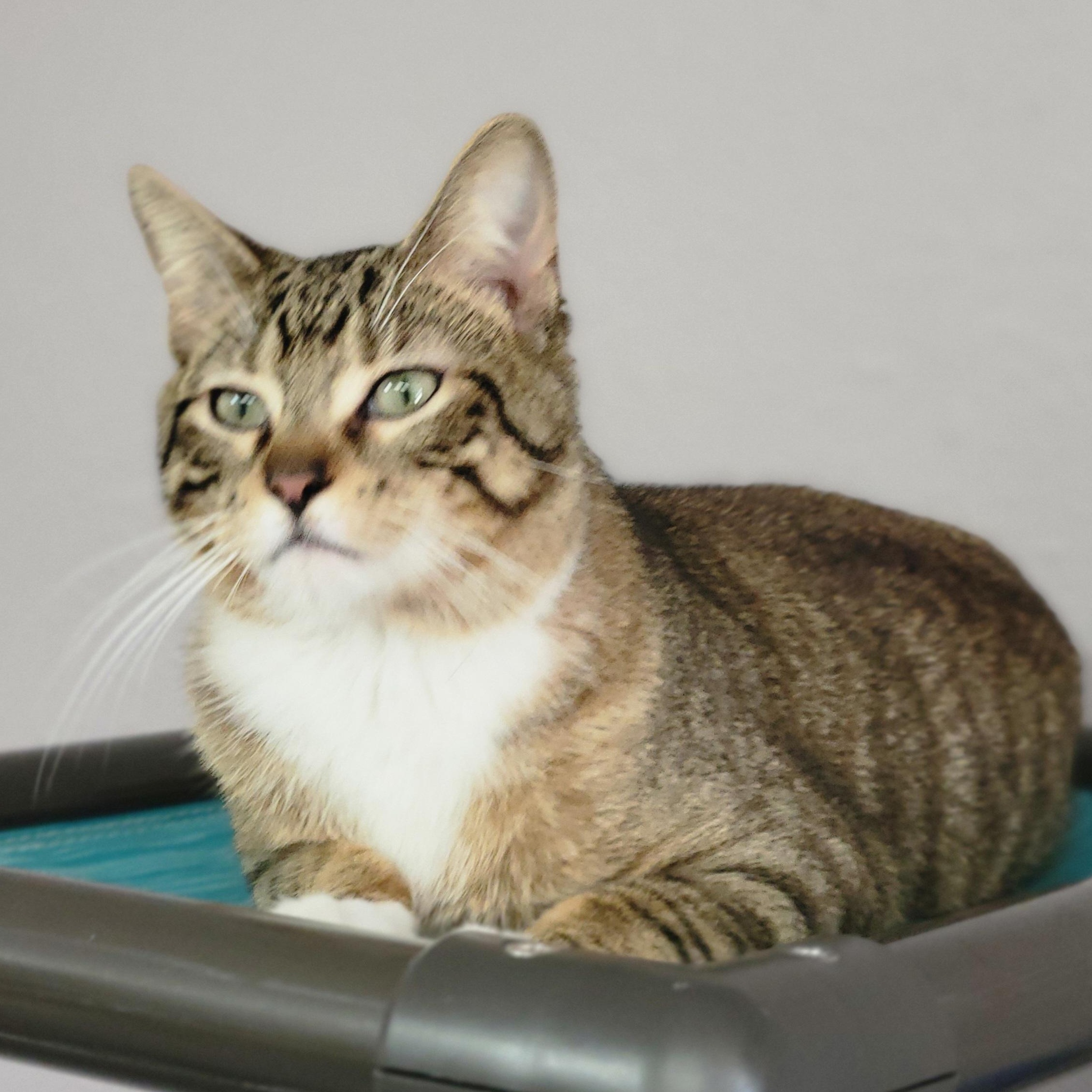 Simon