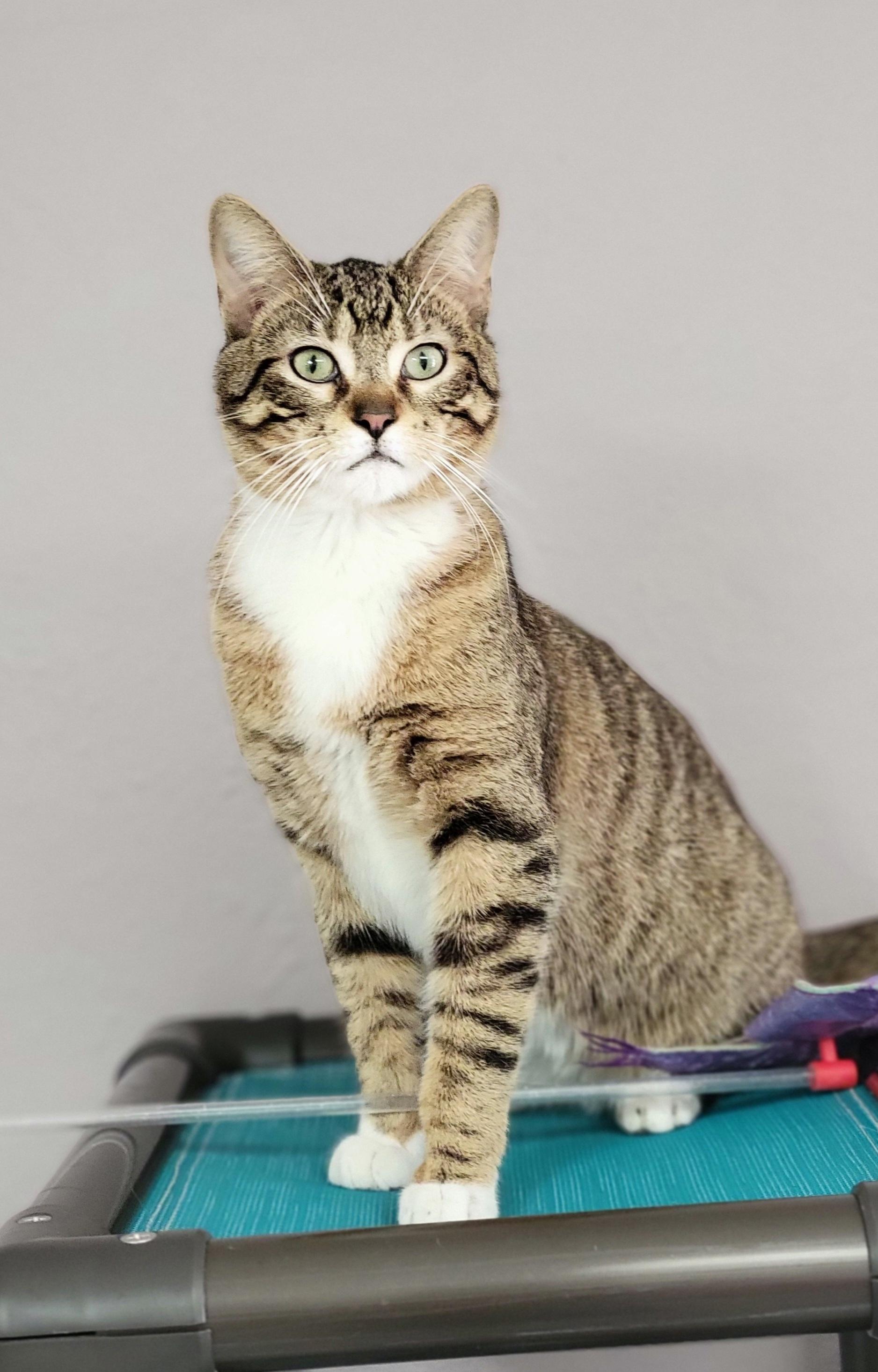Simon
