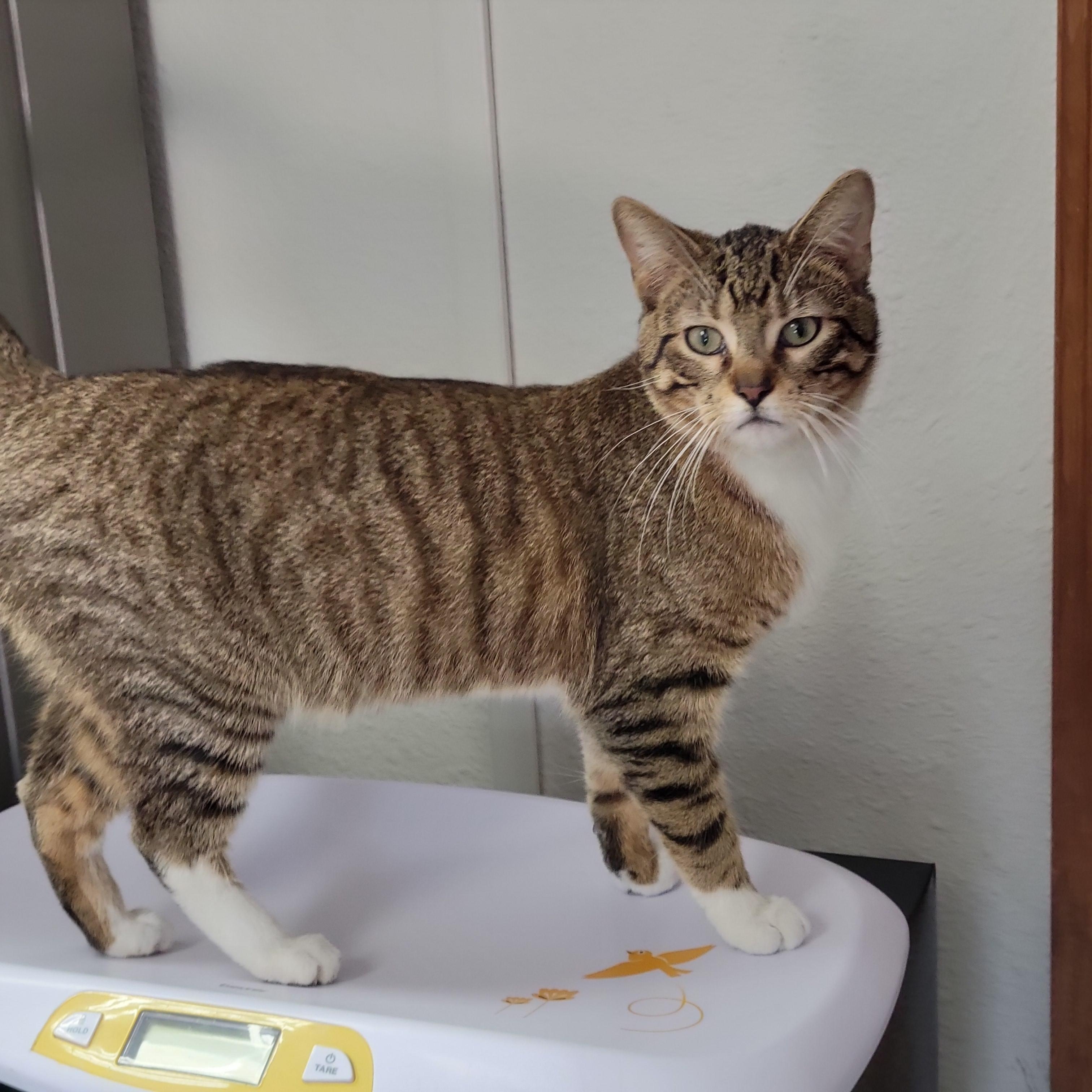 Simon