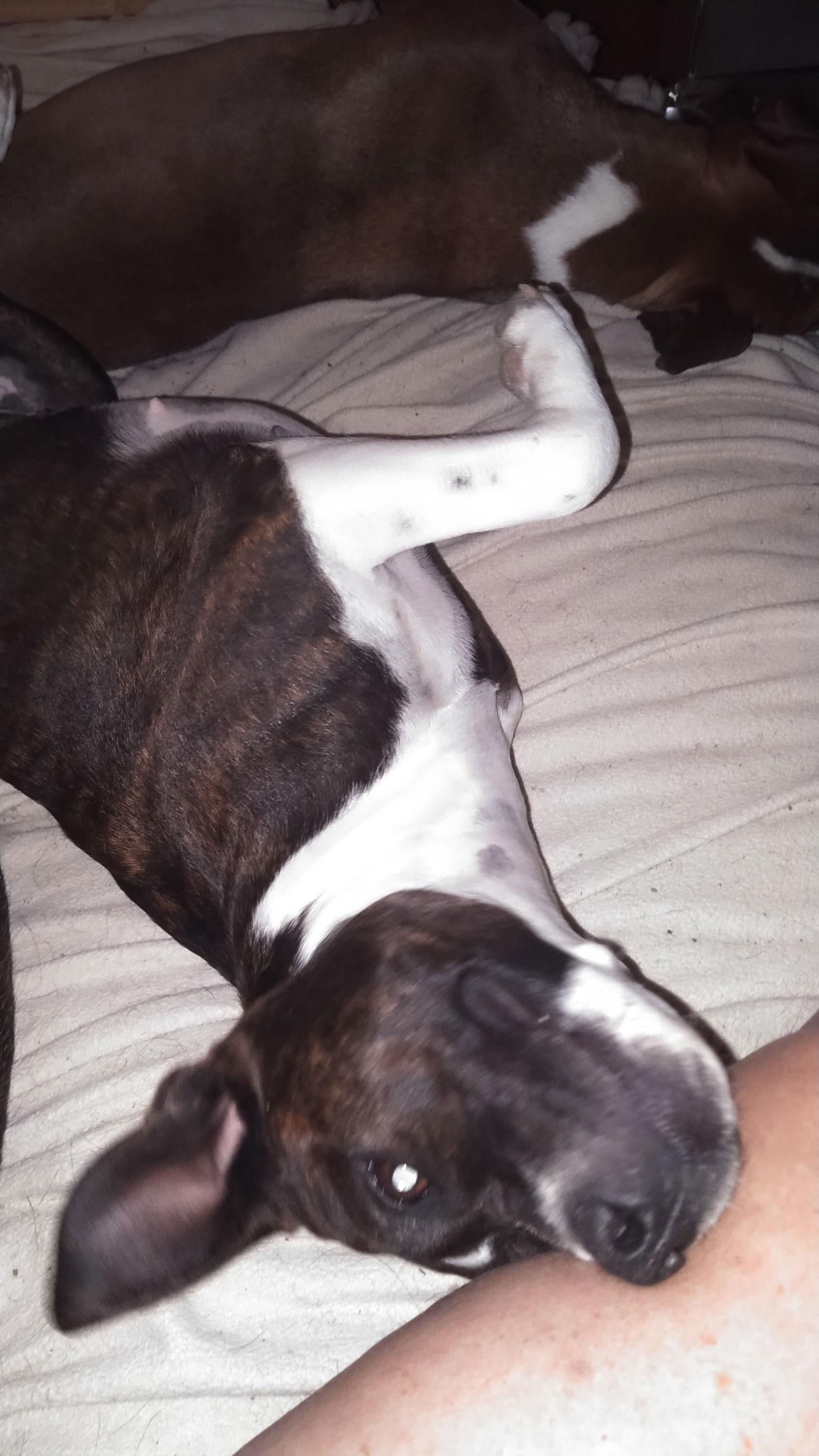 Scarlett, Adoptable, Young Female American Staffordshire Terrier & Pit Bull Terrier.