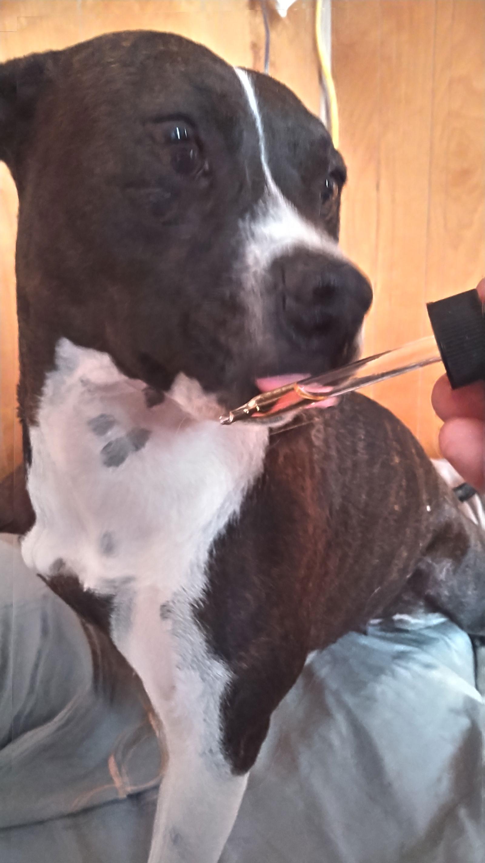 Scarlett, a Adoptable mixed breed in Orange Grove, TX image 2/3