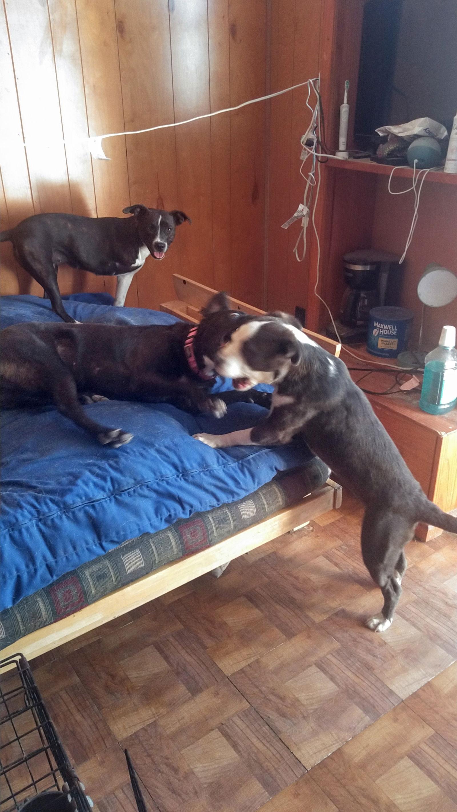 Scarlett — thumbnail 3