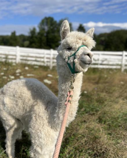 Dolly - URGENT!