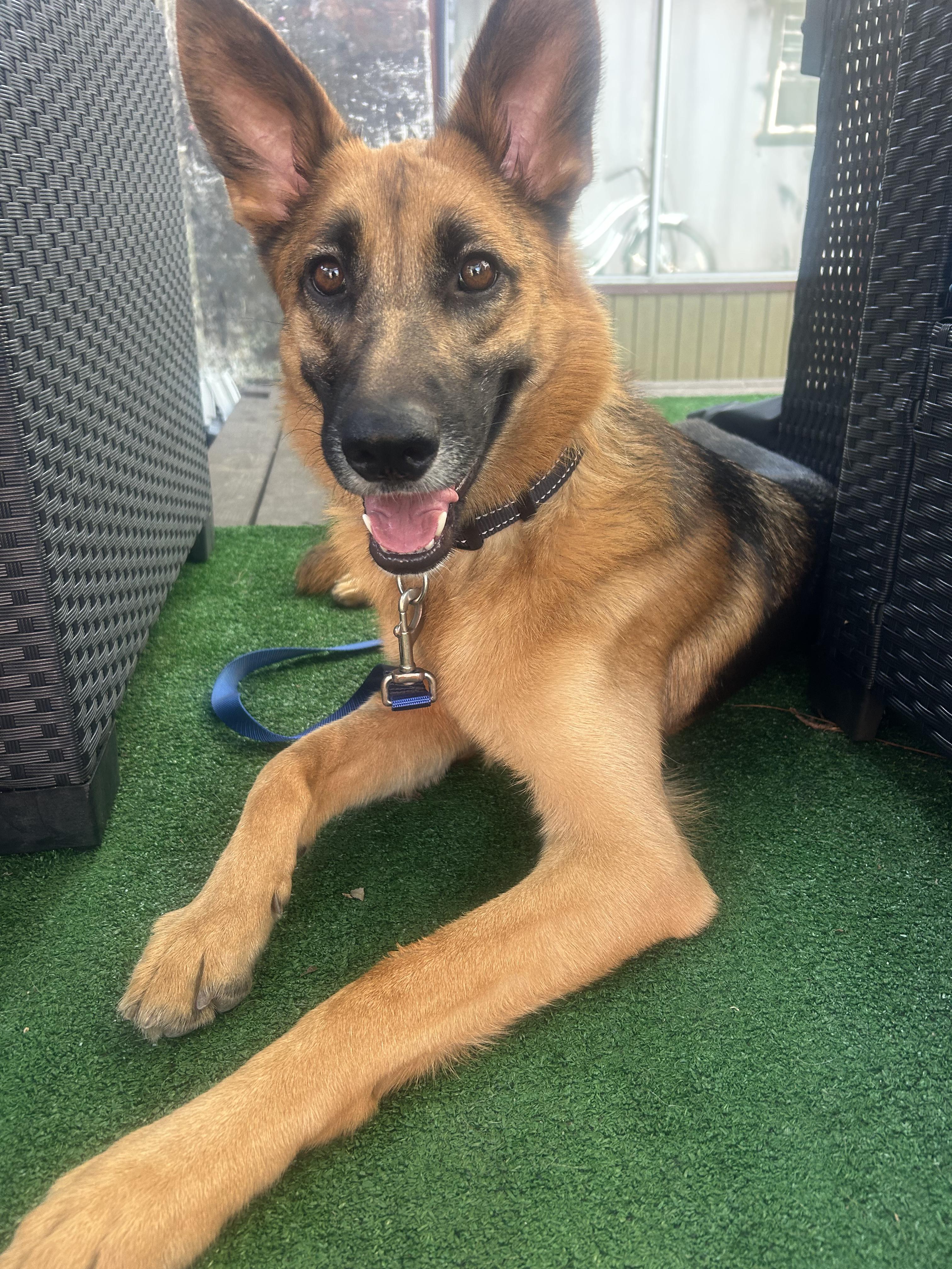 Enlarge Lark, a Adoptable German Shepherd Dog in Burbank, CA image 3/6