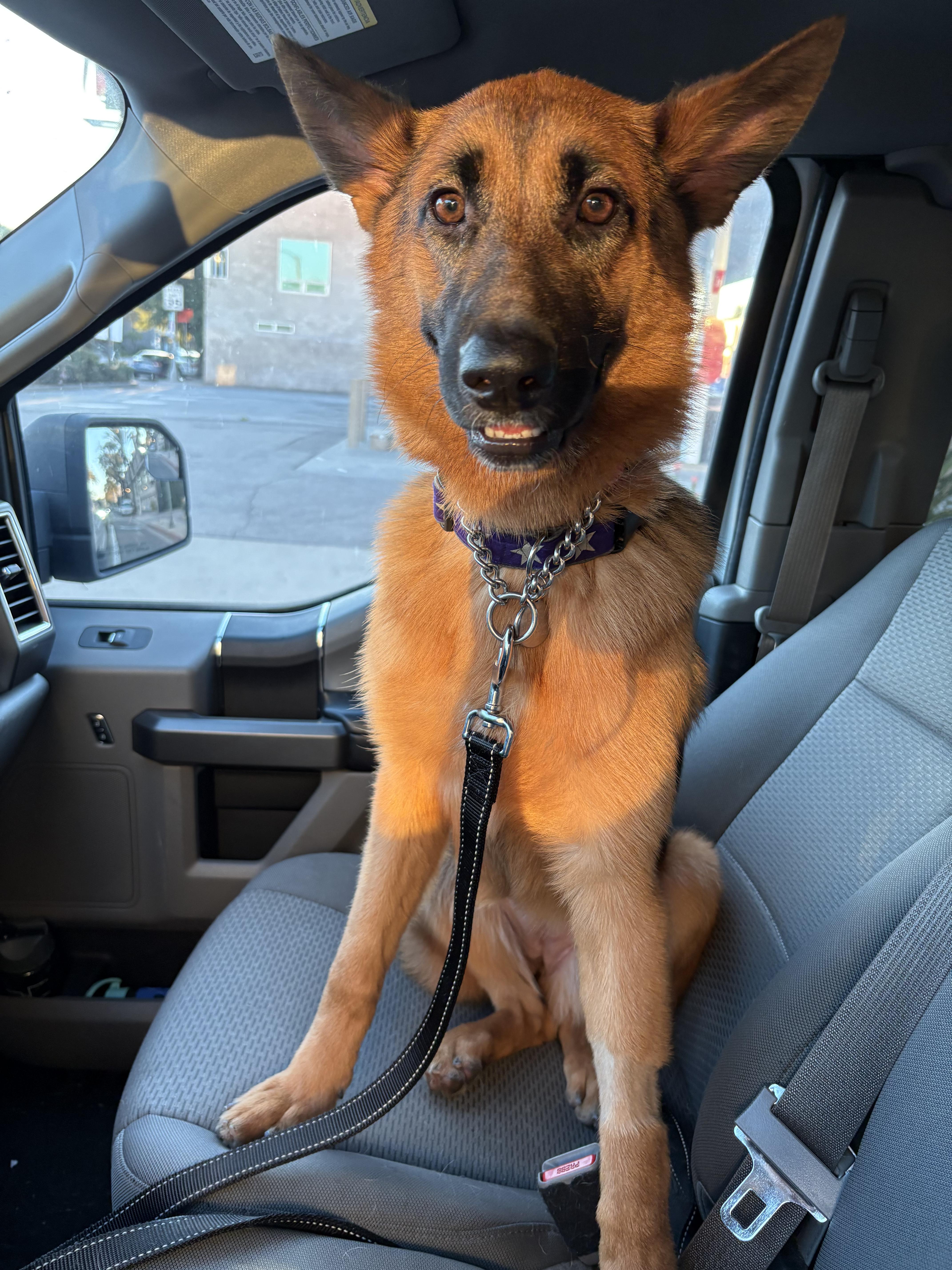 Lark, a ADOPTABLE German Shepherd Dog in Burbank, CA image 3/5