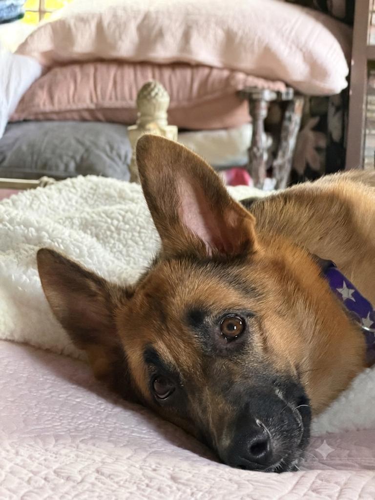 Lark, a ADOPTABLE German Shepherd Dog in Burbank, CA image 5/5
