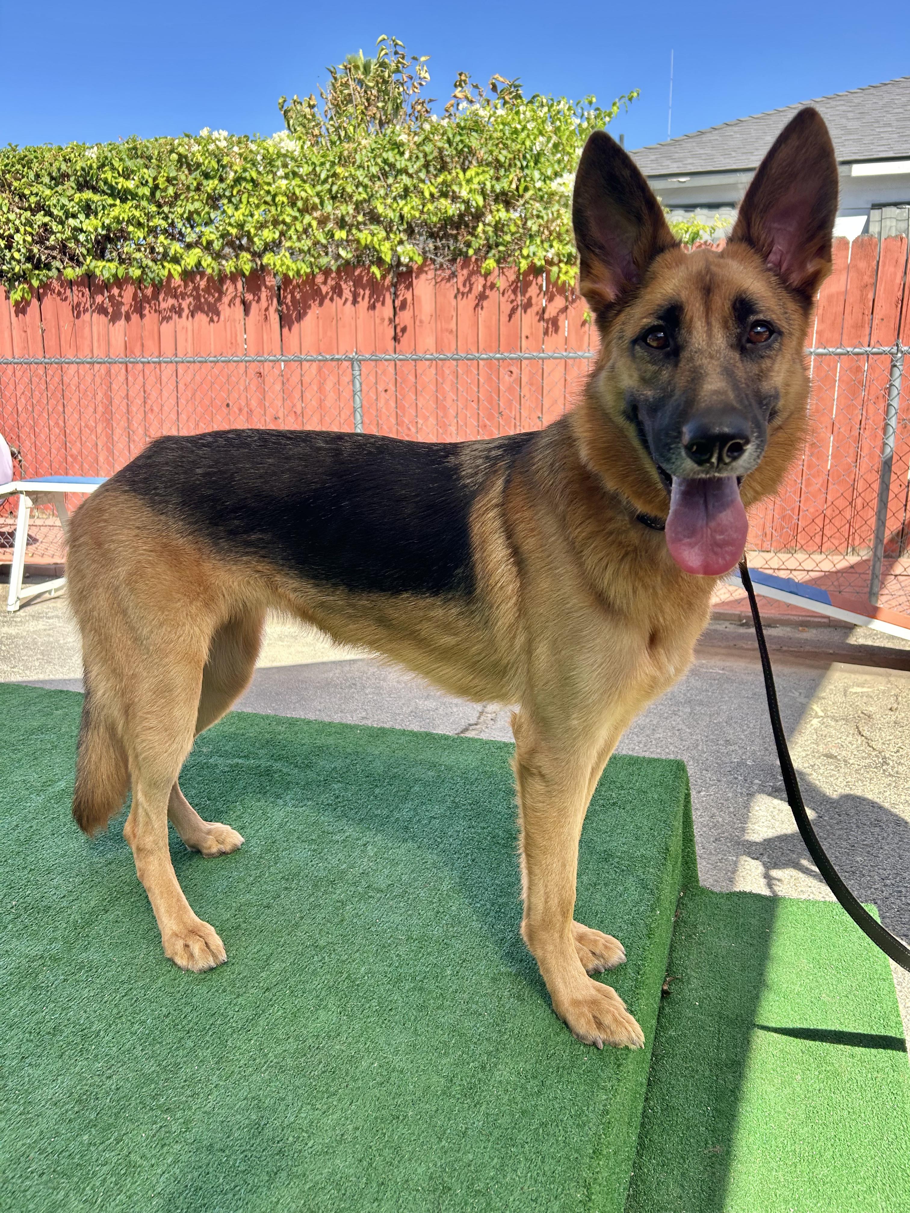 Enlarge Lark, a Adoptable German Shepherd Dog in Burbank, CA image 5/6
