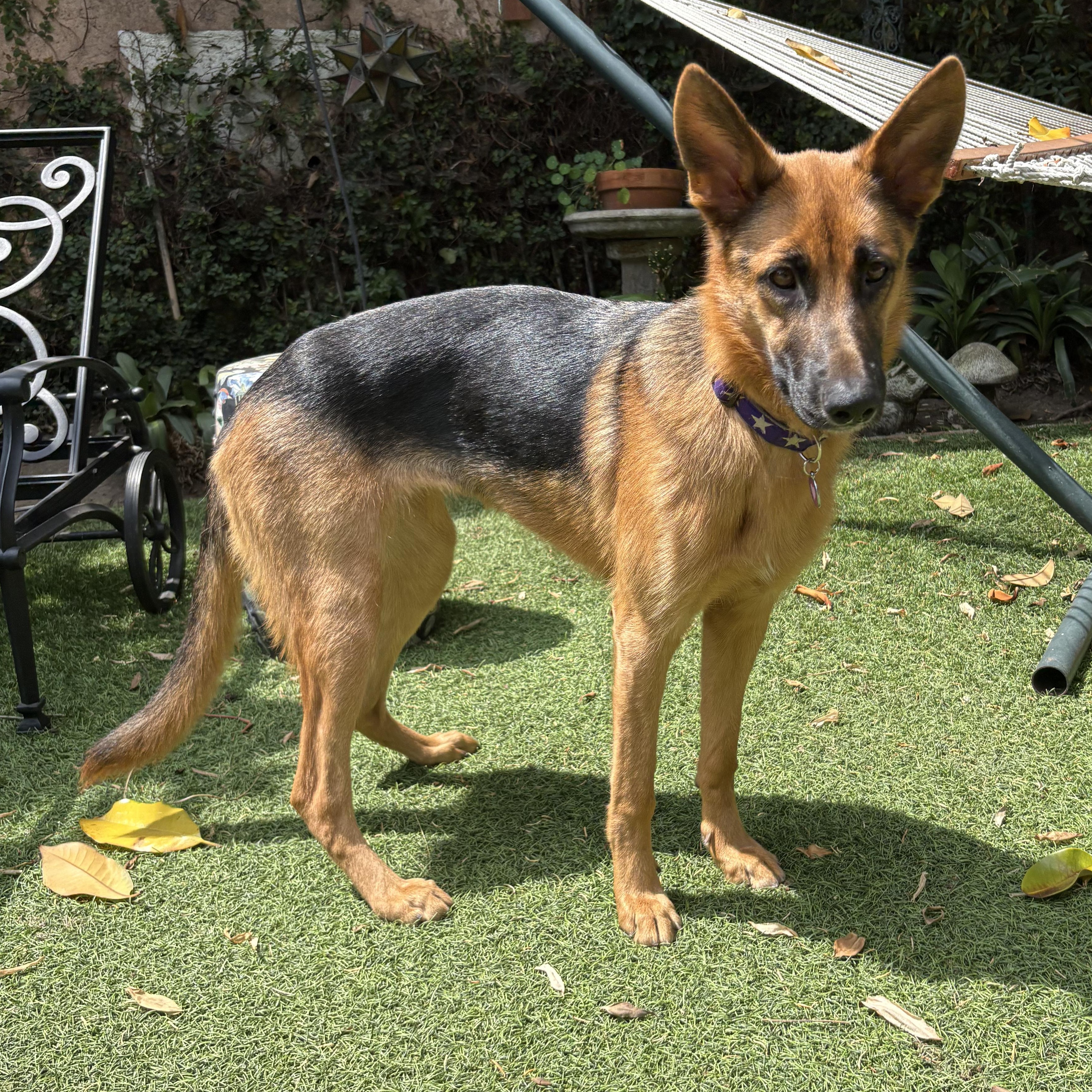 Lark, a ADOPTABLE German Shepherd Dog in Burbank, CA image 1/5