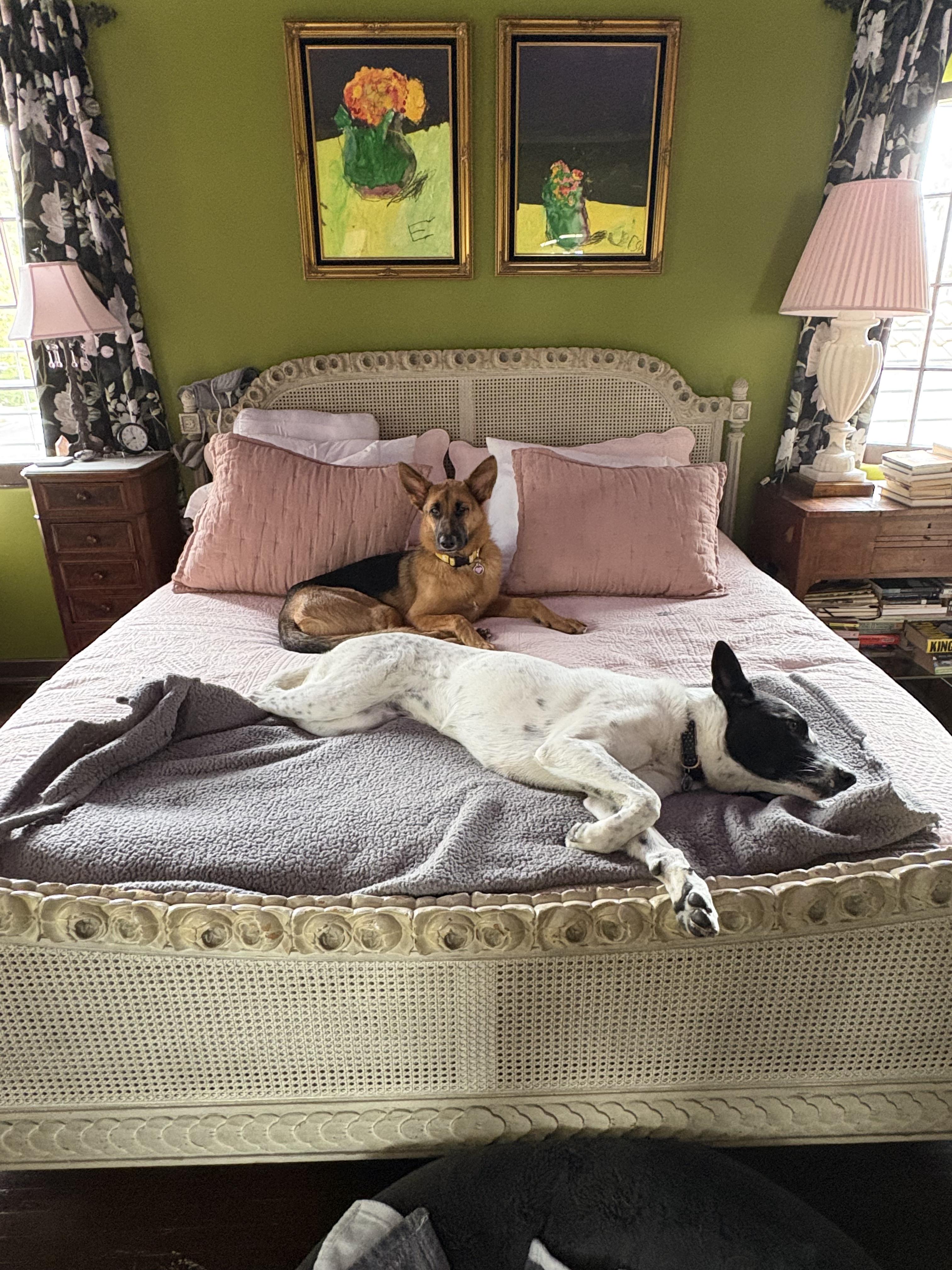 Lark, a ADOPTABLE German Shepherd Dog in Burbank, CA image 2/5