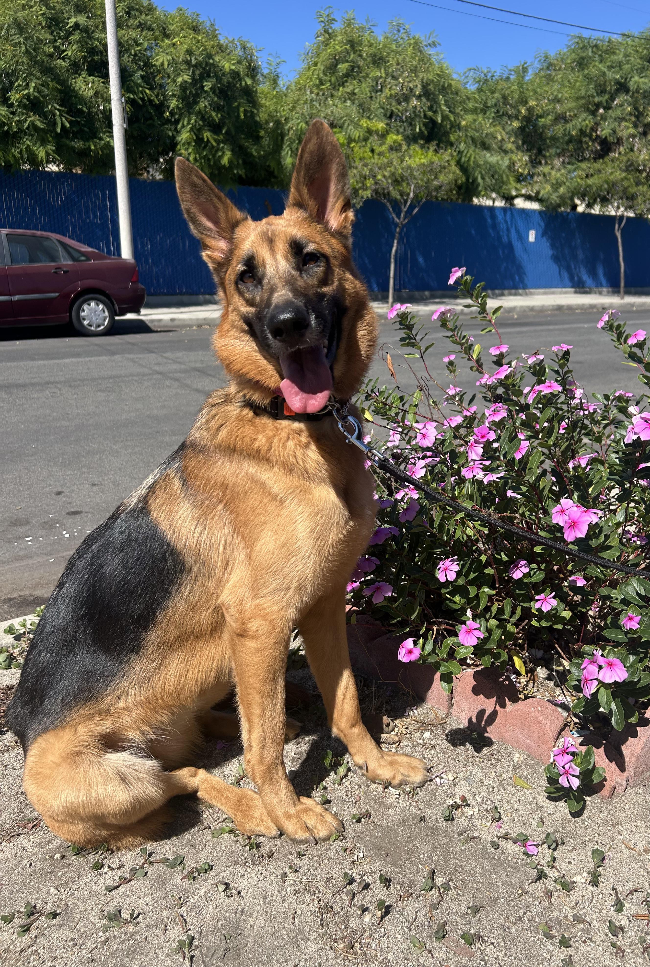 Enlarge Lark, a Adoptable German Shepherd Dog in Burbank, CA image 4/6