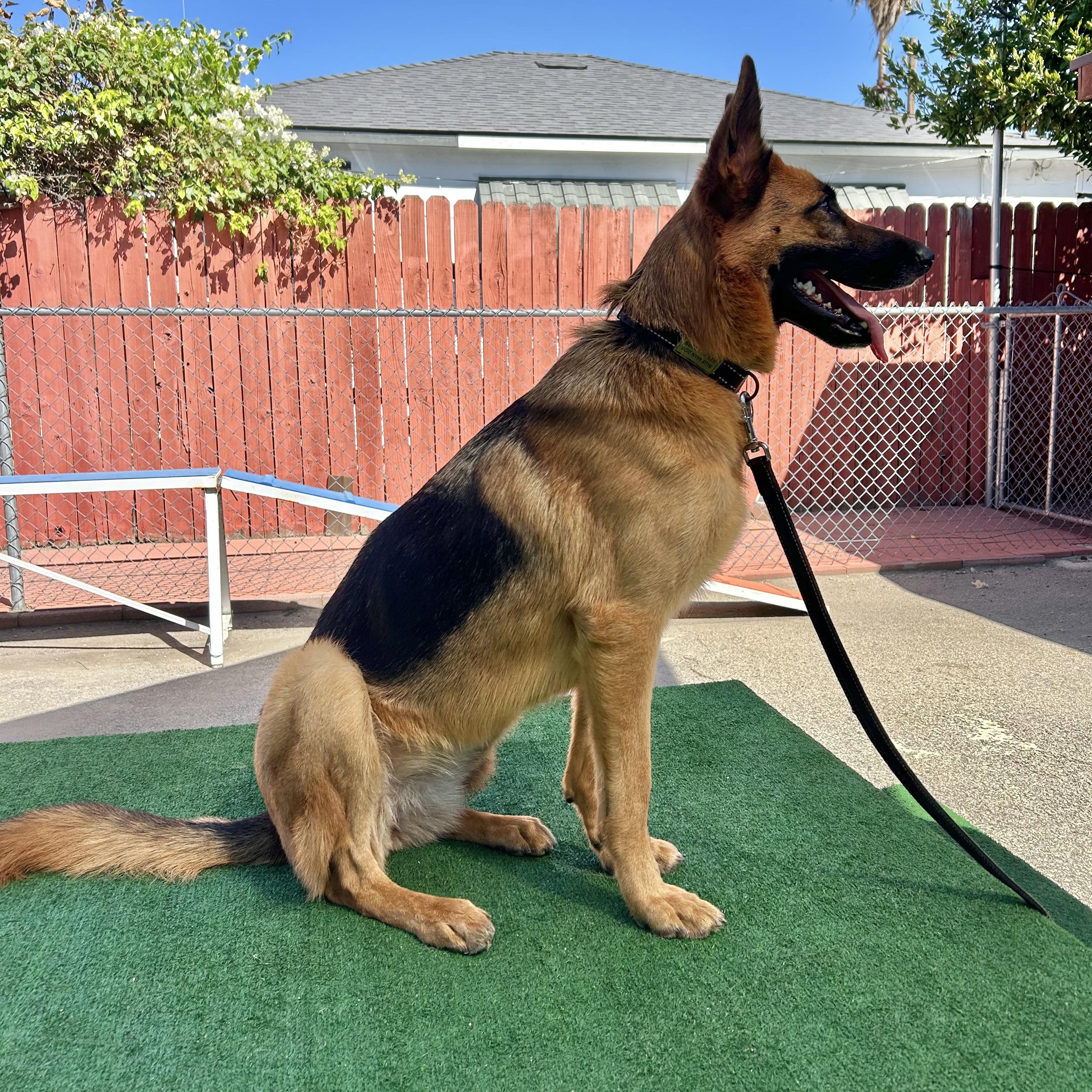 Lark, Adoptable, Young Female German Shepherd Dog.
