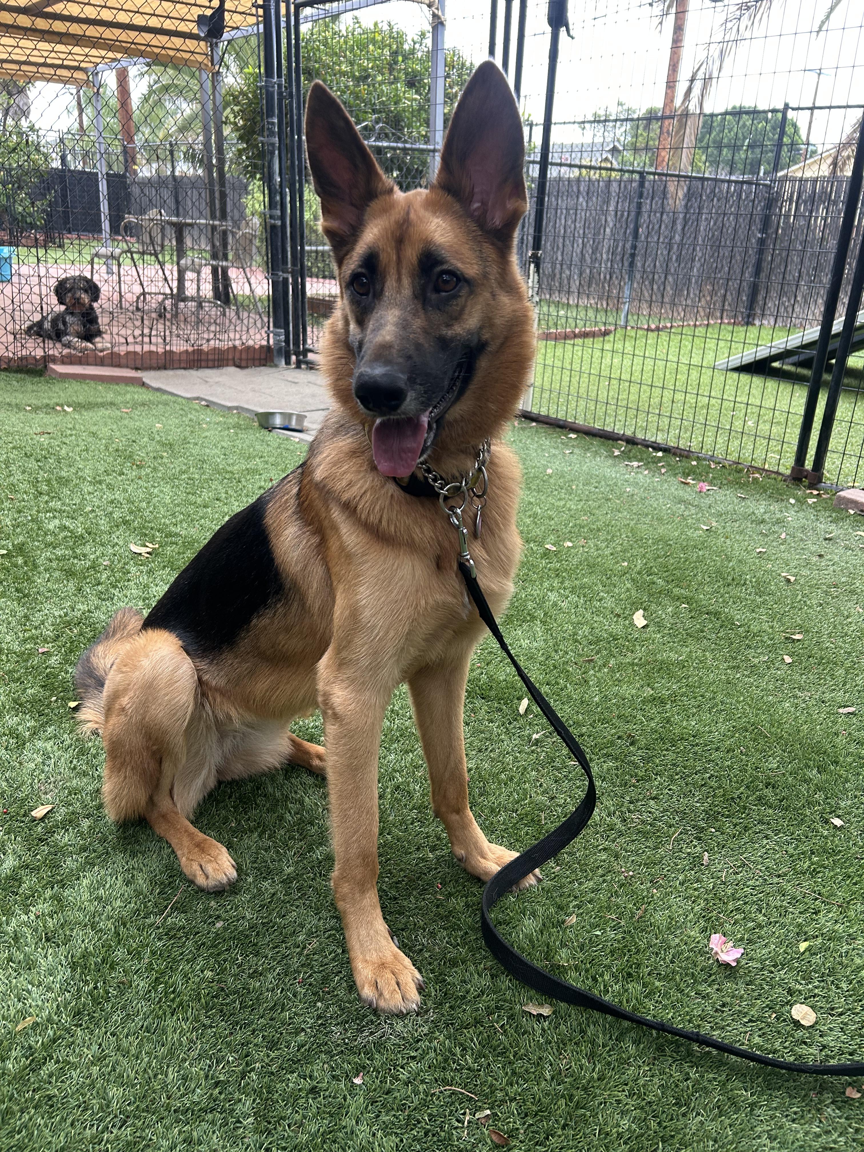 Enlarge Lark, a Adoptable German Shepherd Dog in Burbank, CA image 3/6