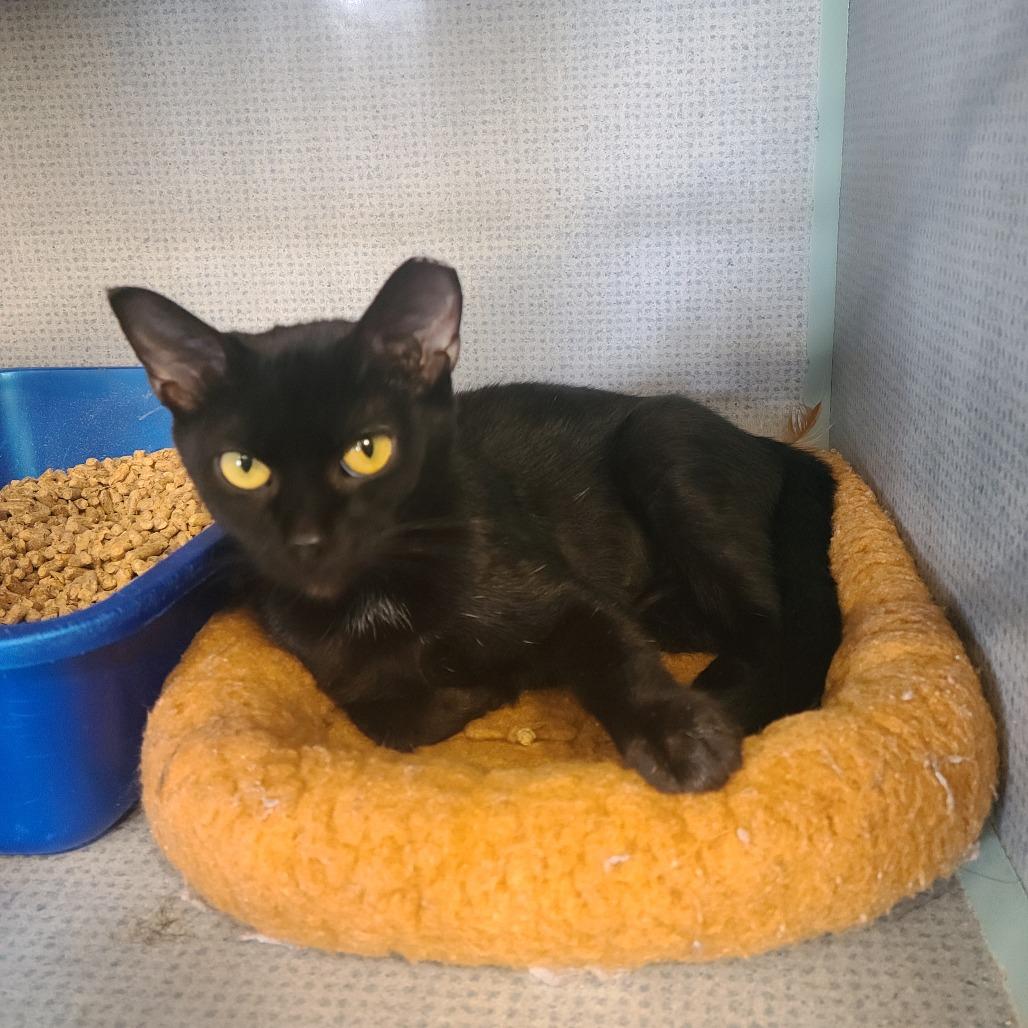 Halloweenie, Adoptable, Young Female Domestic Short Hair.