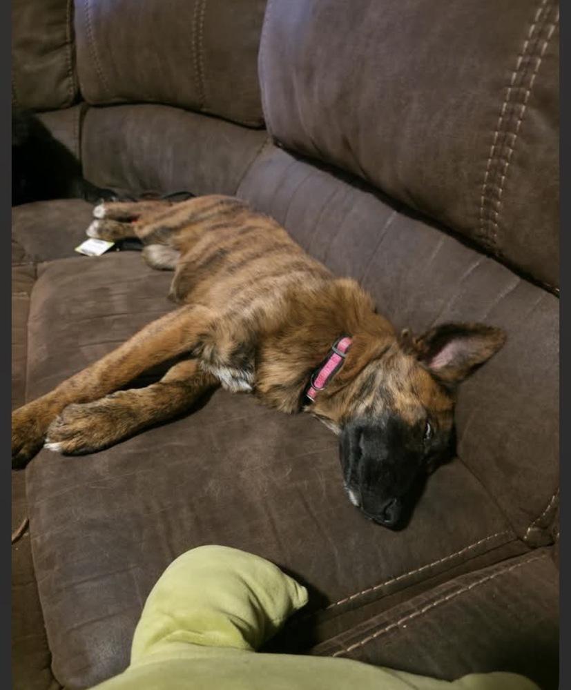 Snow Angel - The Snow Litter