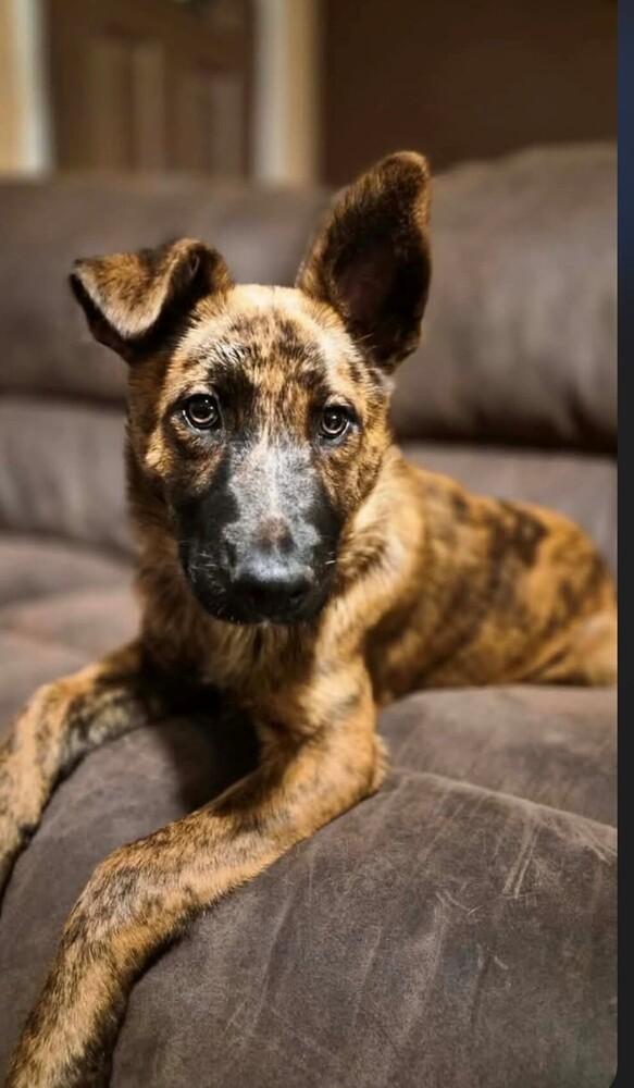 Snow Angel - The Snow Litter — thumbnail 2