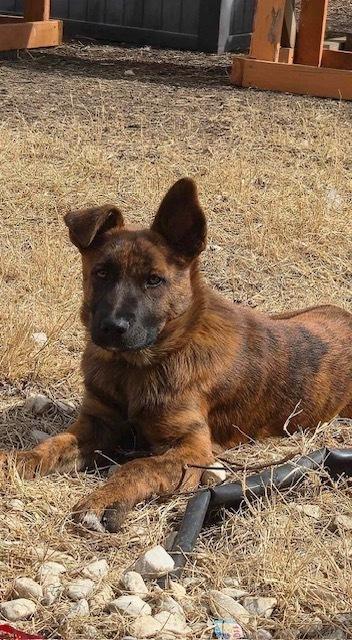 Snow Angel - The Snow Litter — thumbnail 3