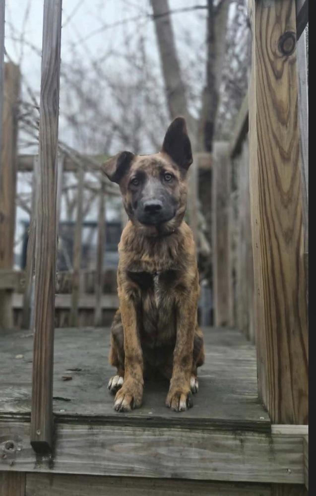 Snow Angel - The Snow Litter — thumbnail 5