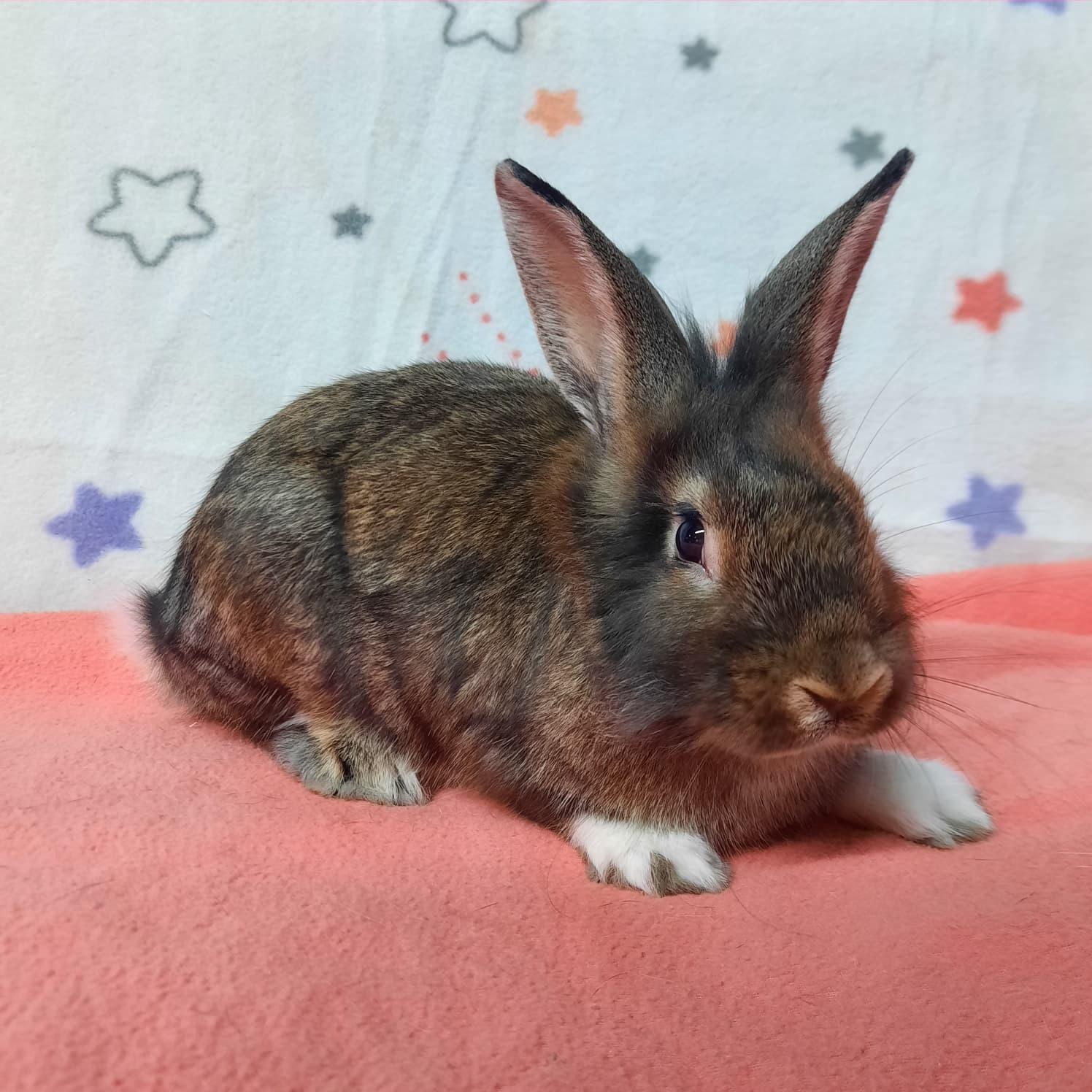Enlarge Fuego, a Adoptable Lionhead in Montclair, CA image 2/2