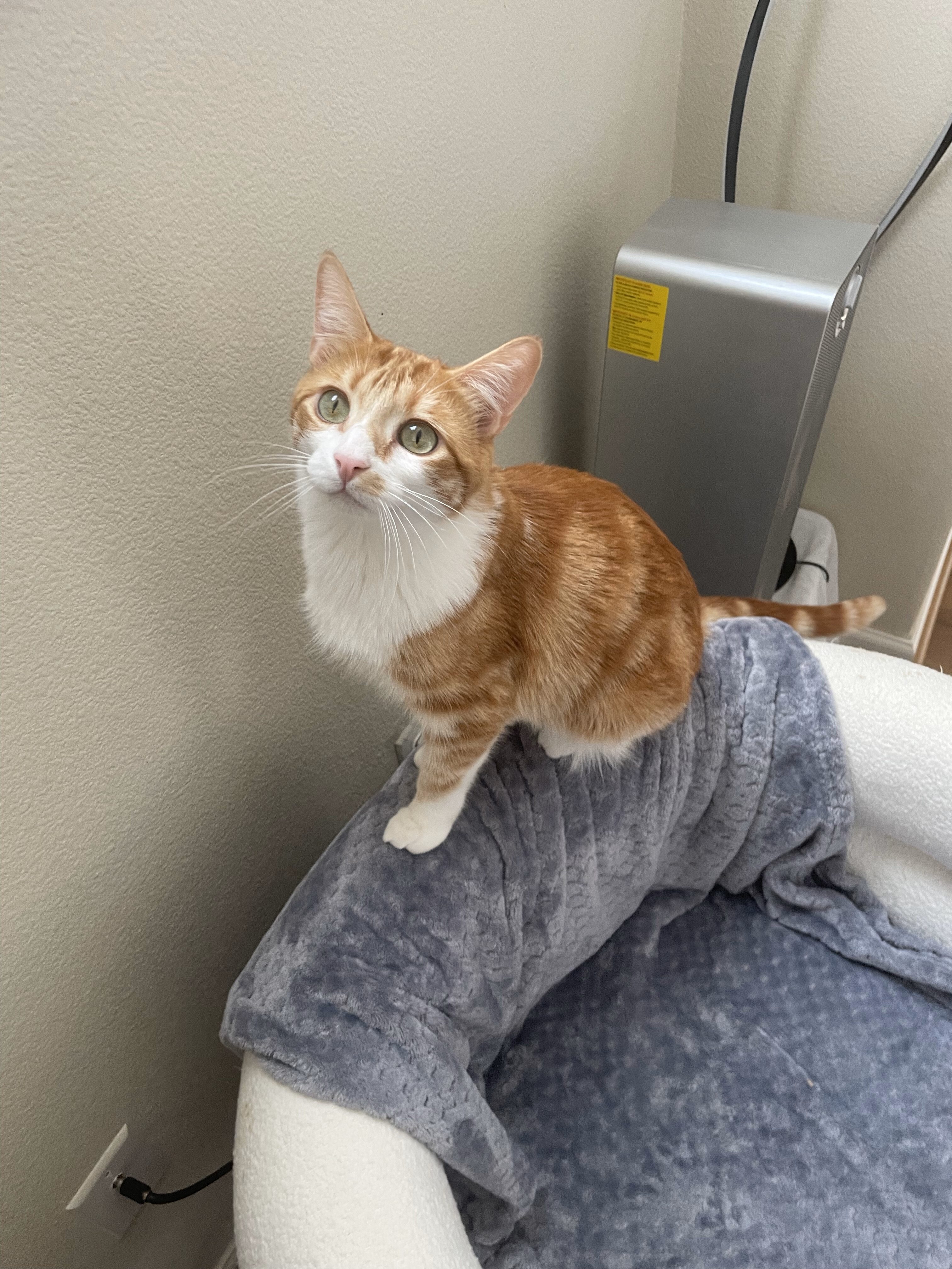 Thomas, a Adopted Domestic Short Hair in Hillsboro, OR image 1/6