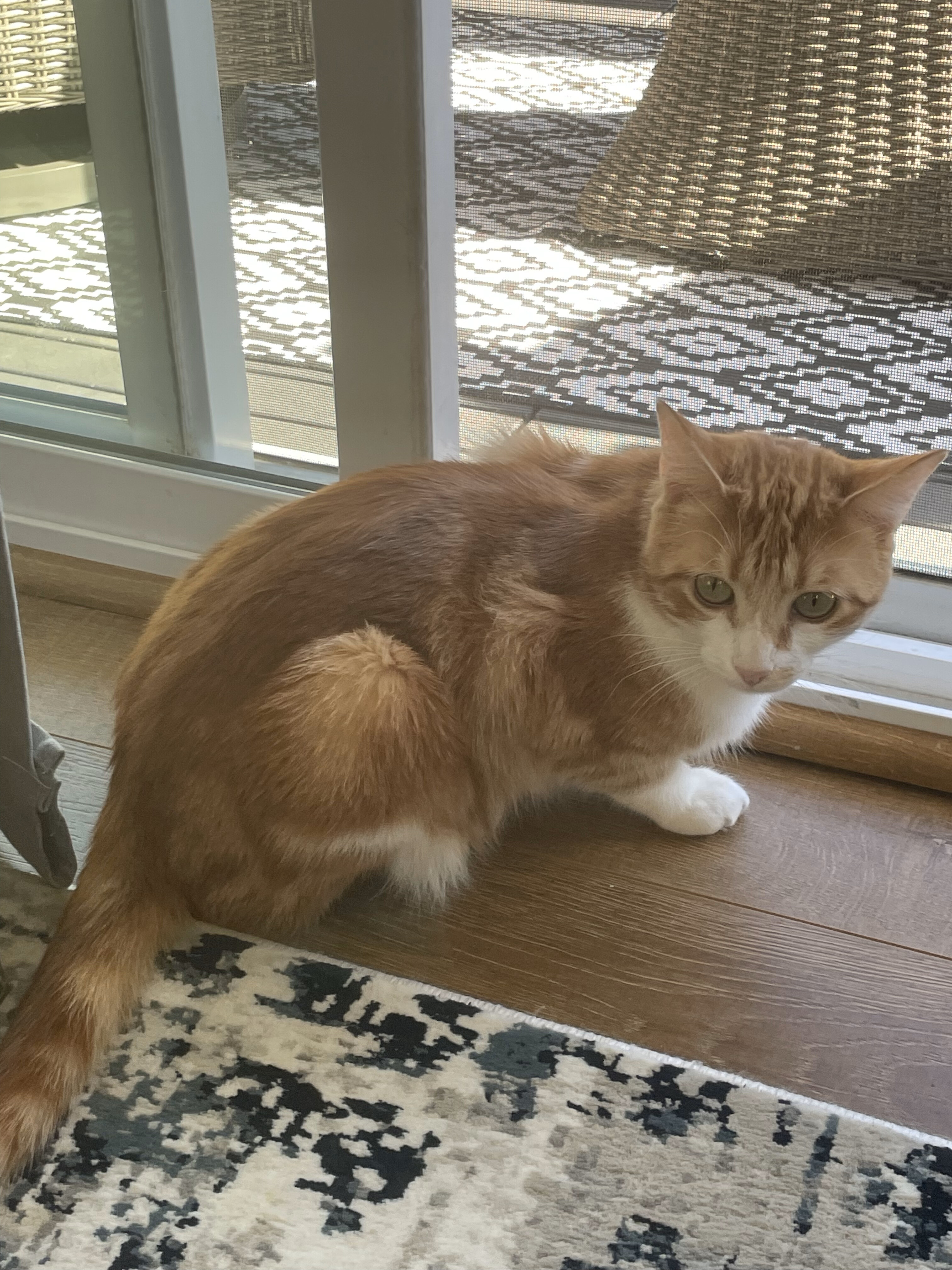 Thomas, a Adopted Domestic Short Hair in Hillsboro, OR image 2/6