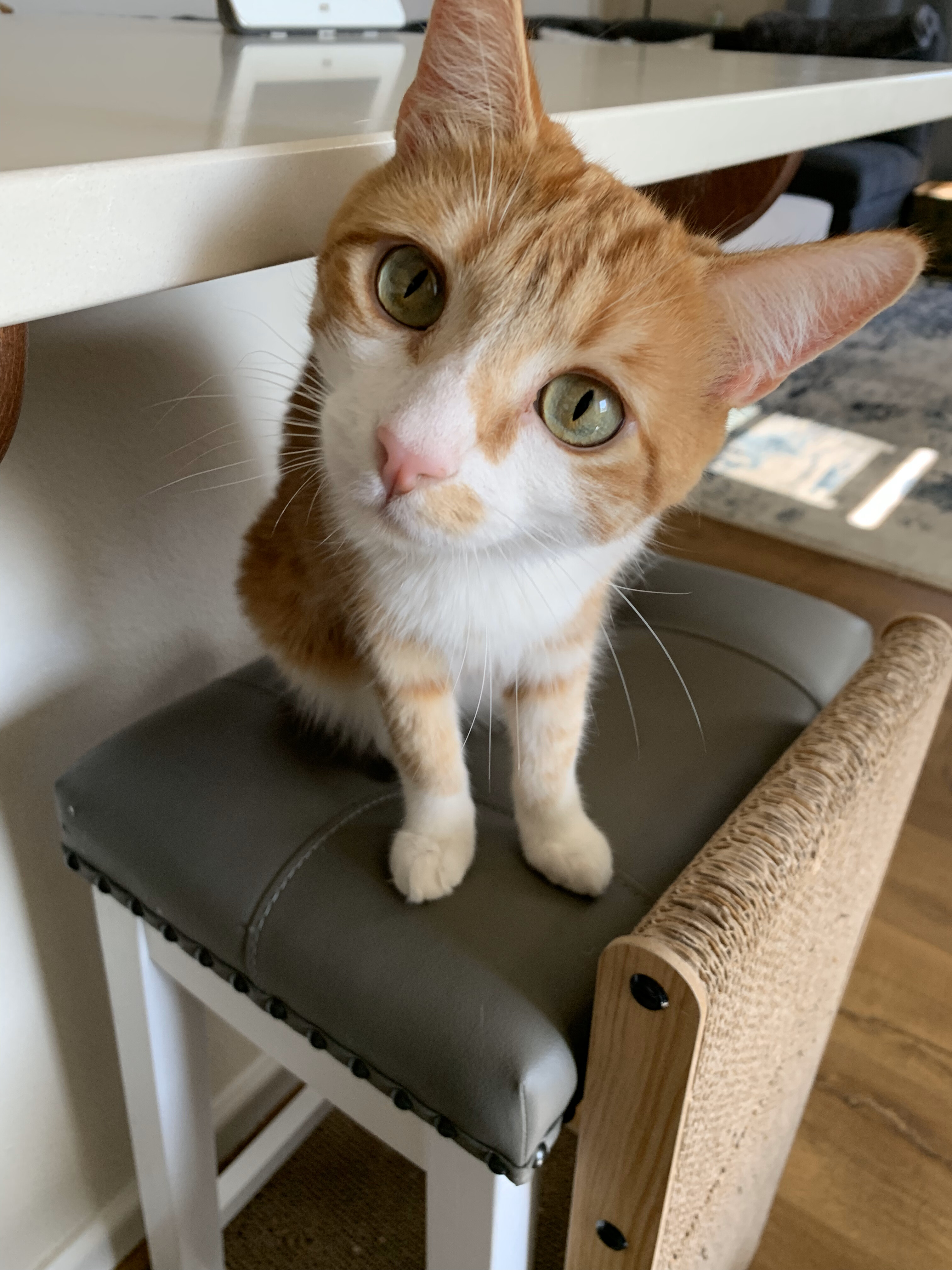 Thomas, a Adopted Domestic Short Hair in Hillsboro, OR image 3/6