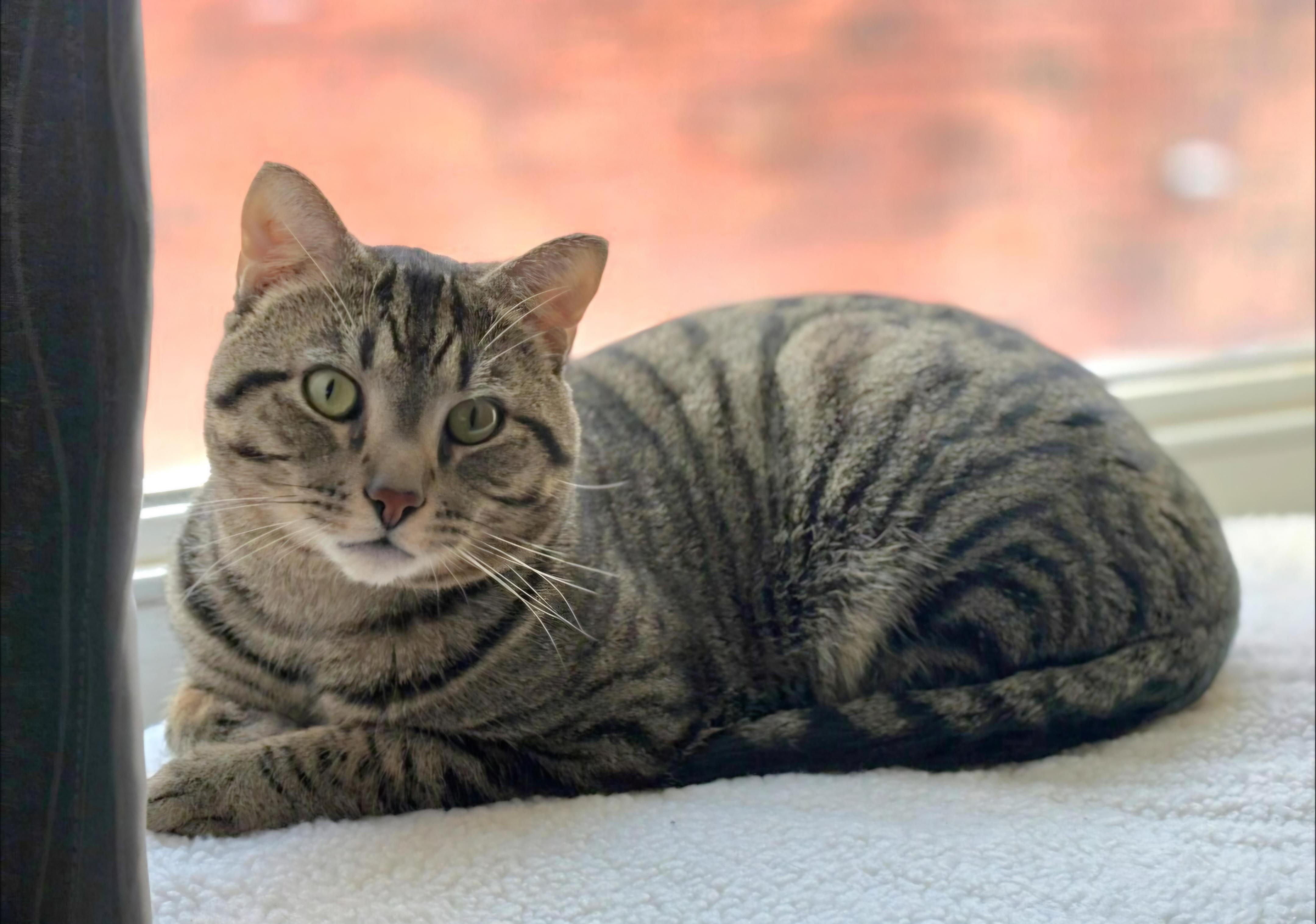 Watson, a ADOPTABLE Tabby in Pittsburgh, PA image 4/5