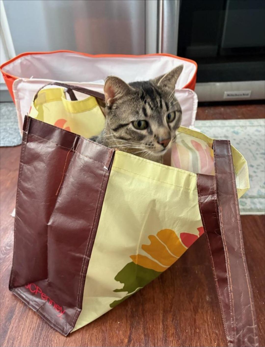 Watson, a ADOPTABLE Tabby in Pittsburgh, PA image 5/5