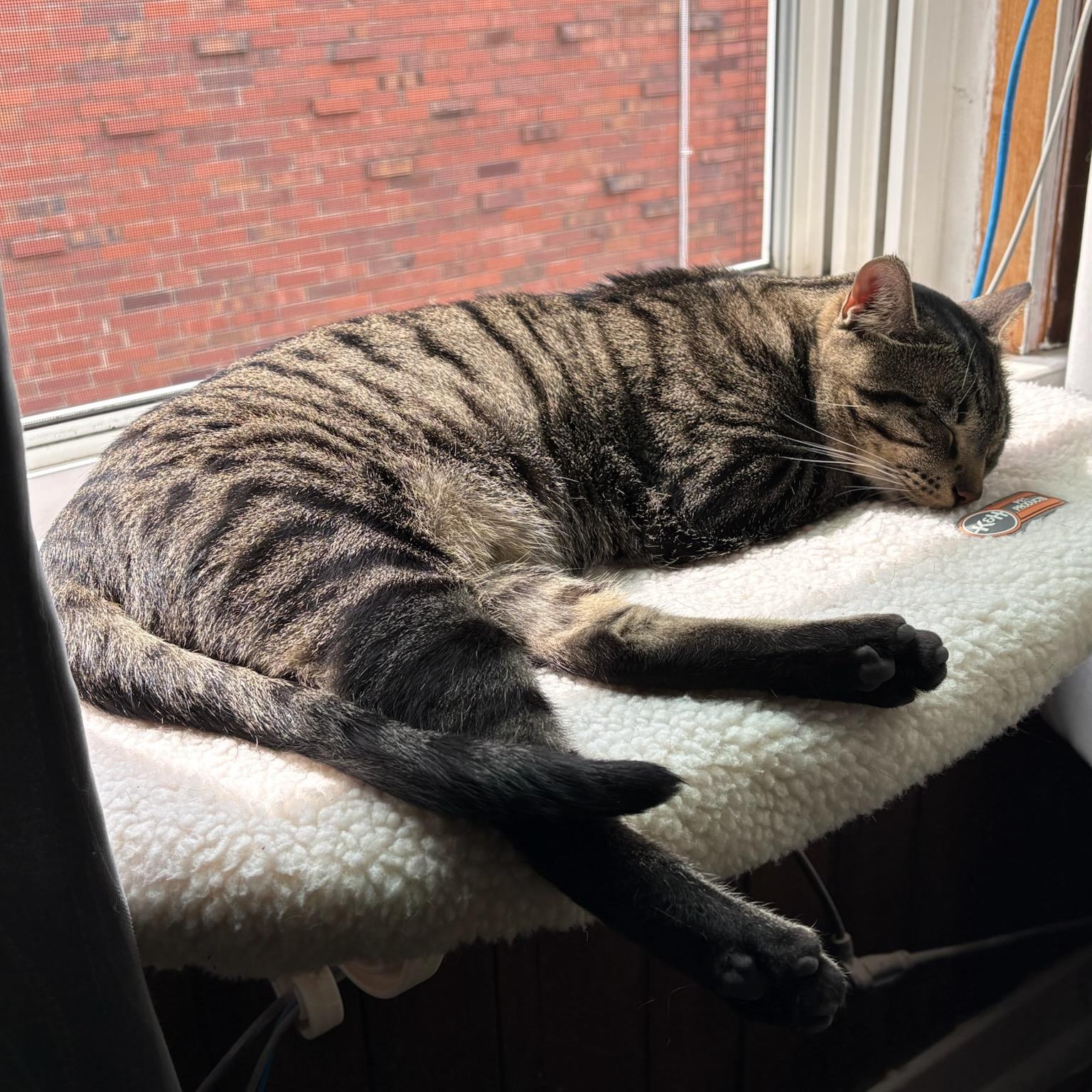 Enlarge Watson, a ADOPTABLE Tabby in Pittsburgh, PA image 6/6