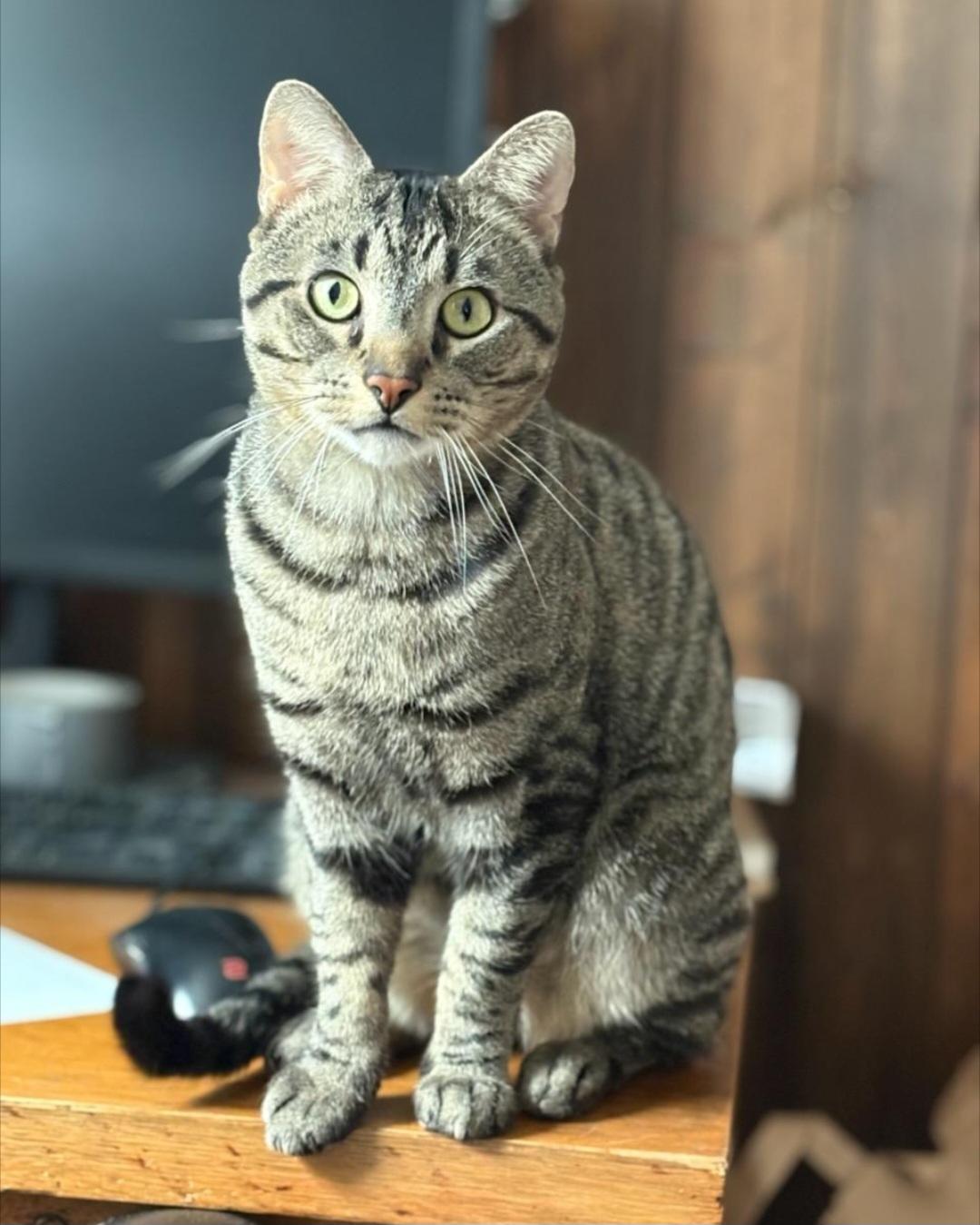 Watson, ADOPTABLE, Adult Male Tabby.