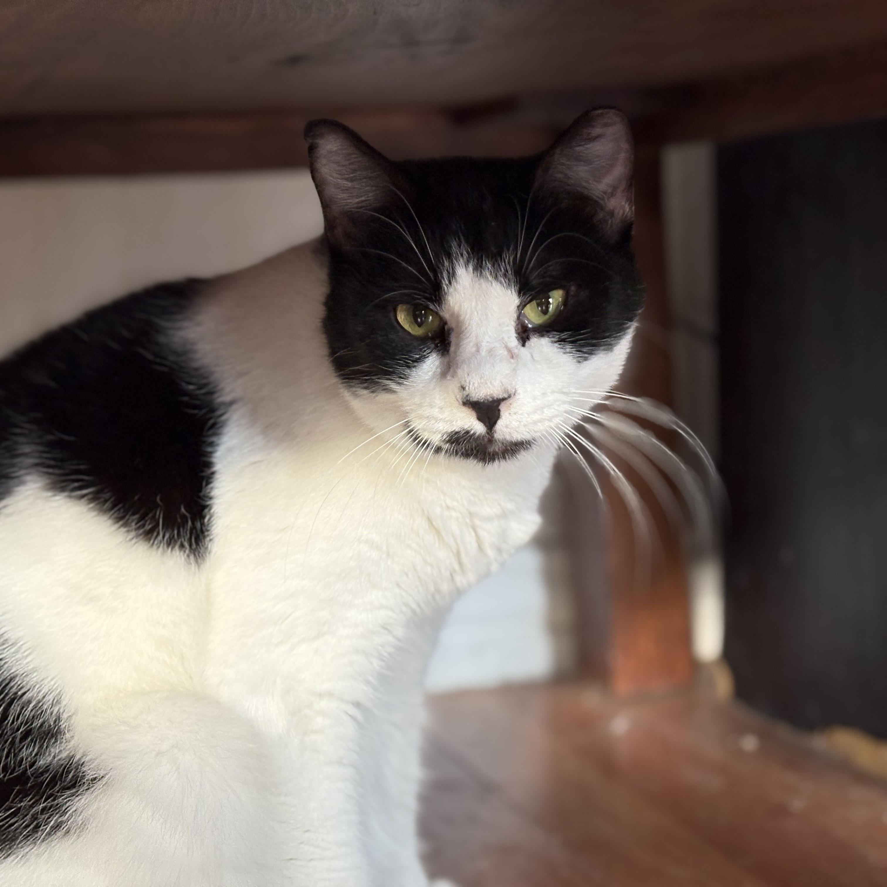 Chocolate Chip, Adoptable, Adult Female Domestic Short Hair.