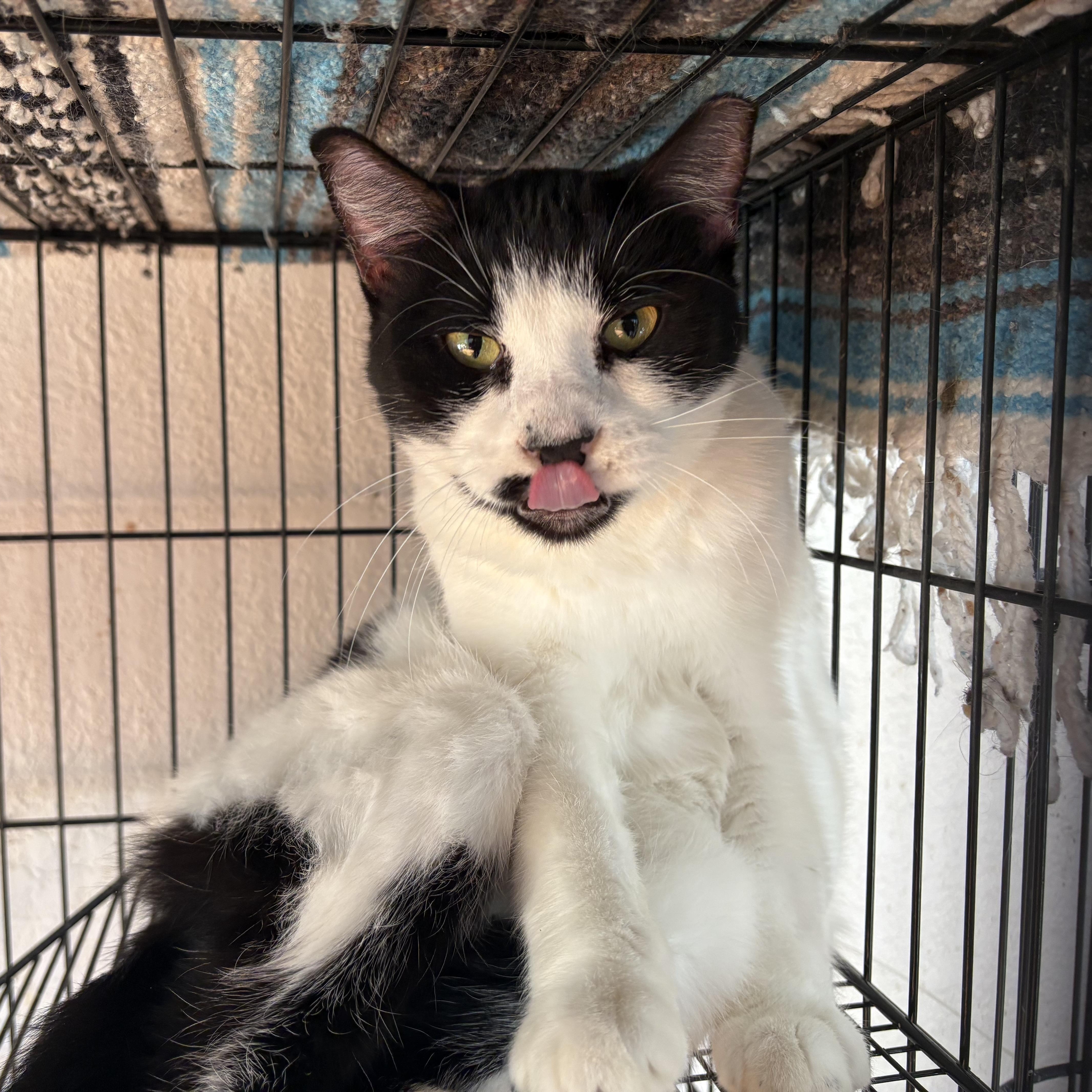 Enlarge Chocolate Chip, a Adoptable Domestic Short Hair in Las Cruces, NM image 2/4