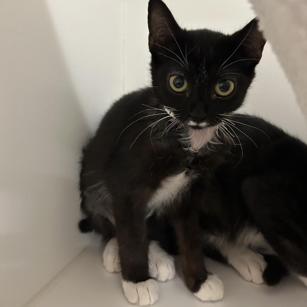 Judy, Adoptable, Young Female Domestic Short Hair.