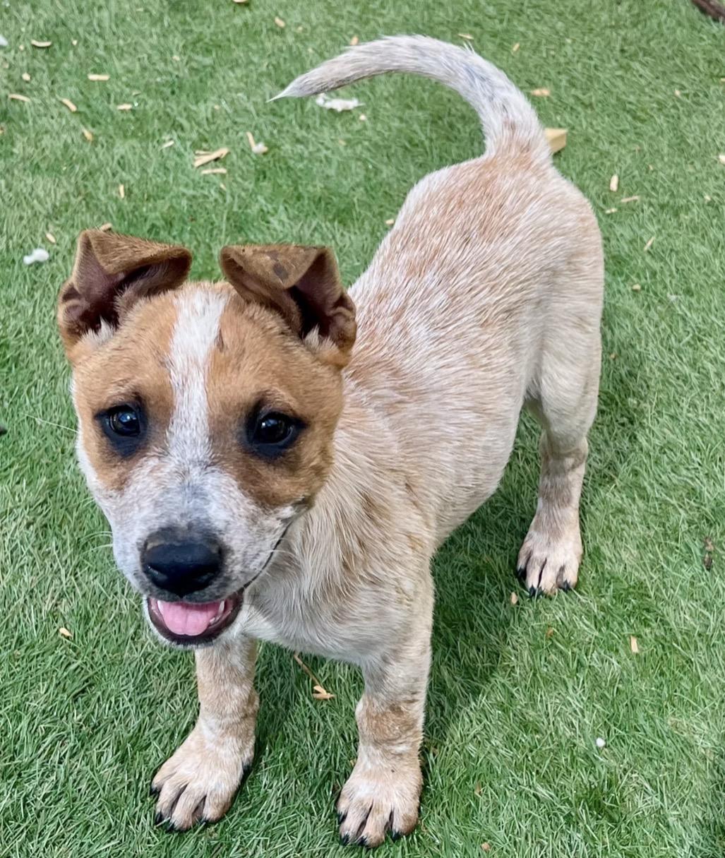 Enlarge France, a ADOPTABLE mixed breed in El Cajon, CA image 1/1