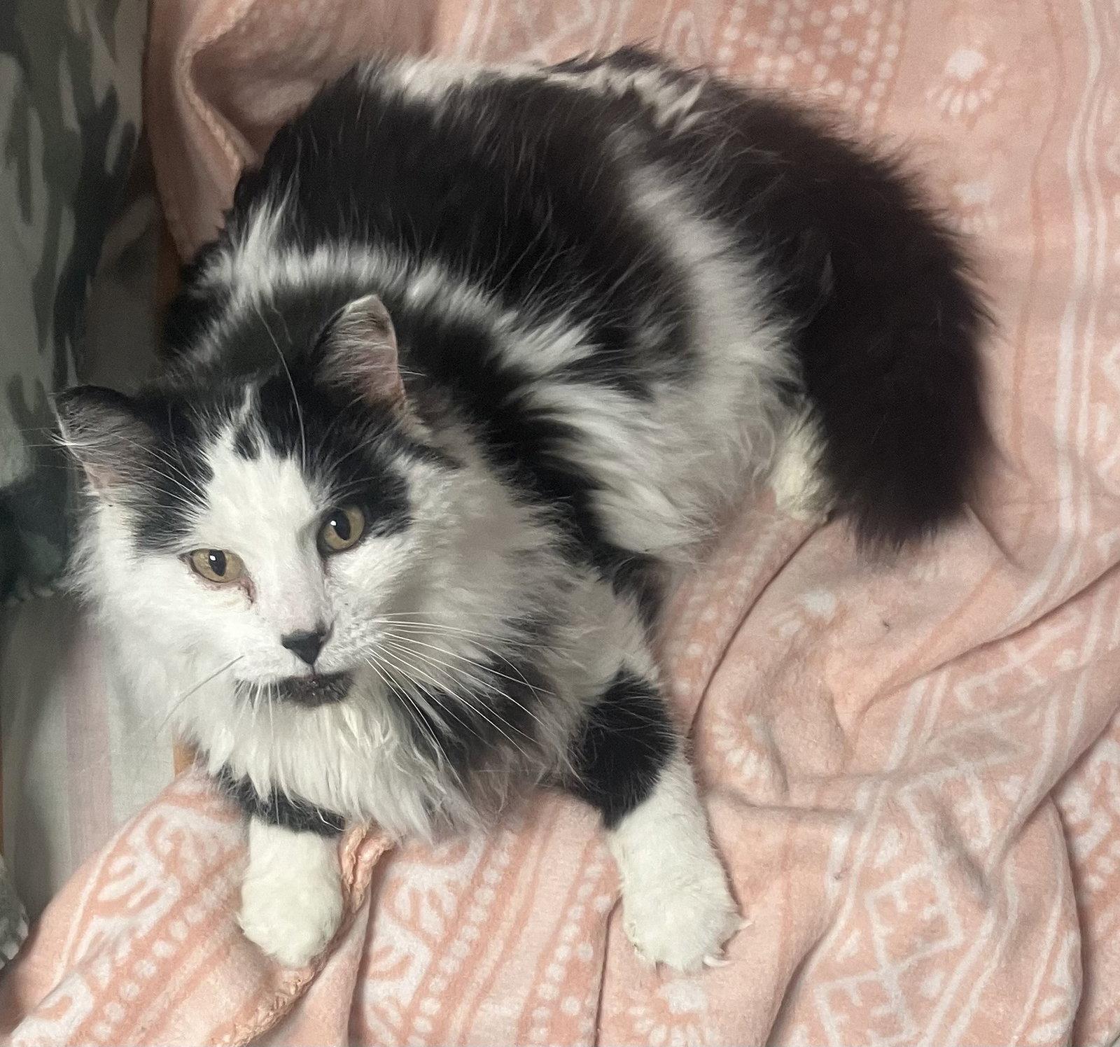 Mr Kitty - Foster Care, Adoptable, Adult Male Domestic Long Hair.