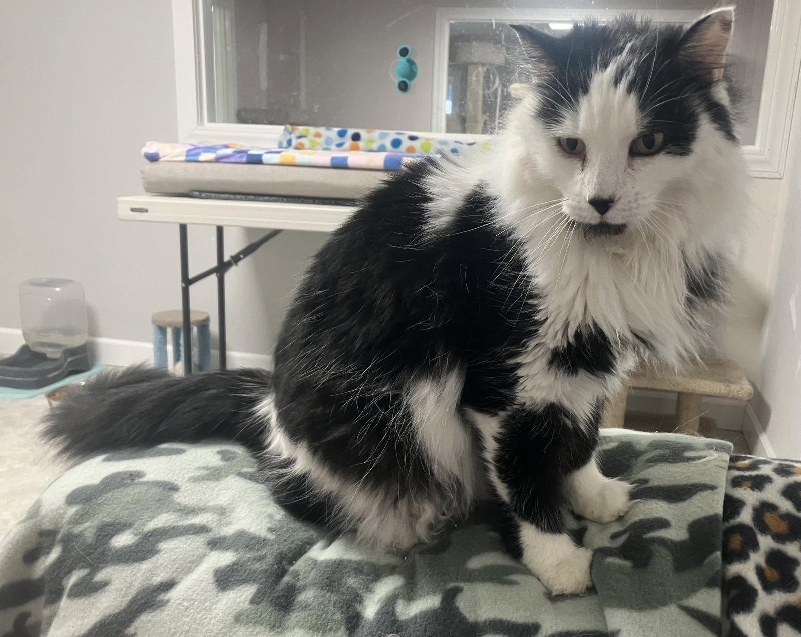 Mr Kitty - Foster Care, a Adoptable Domestic Long Hair in Mitchell, SD image 2/2